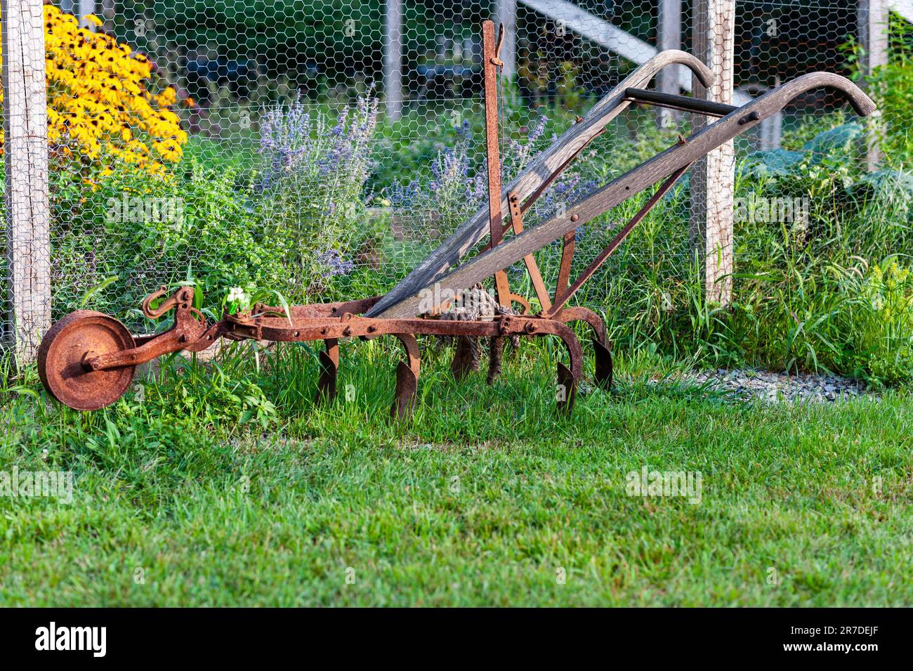 Un antico aratro in un lussureggiante giardino, circondato da una coperta di margherite in piena fioritura Foto Stock