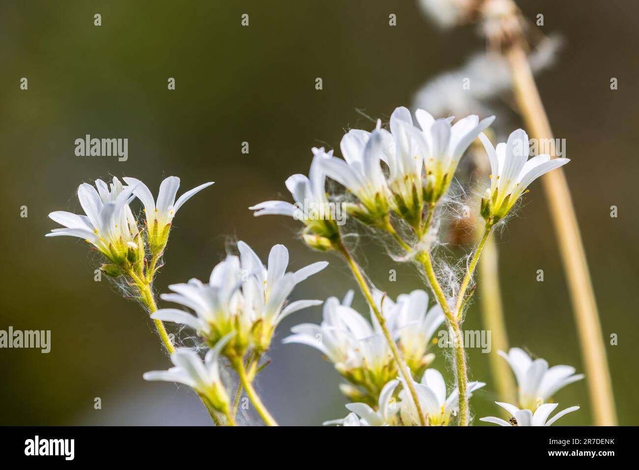 Prato sassifrage fioritura in estate Foto Stock