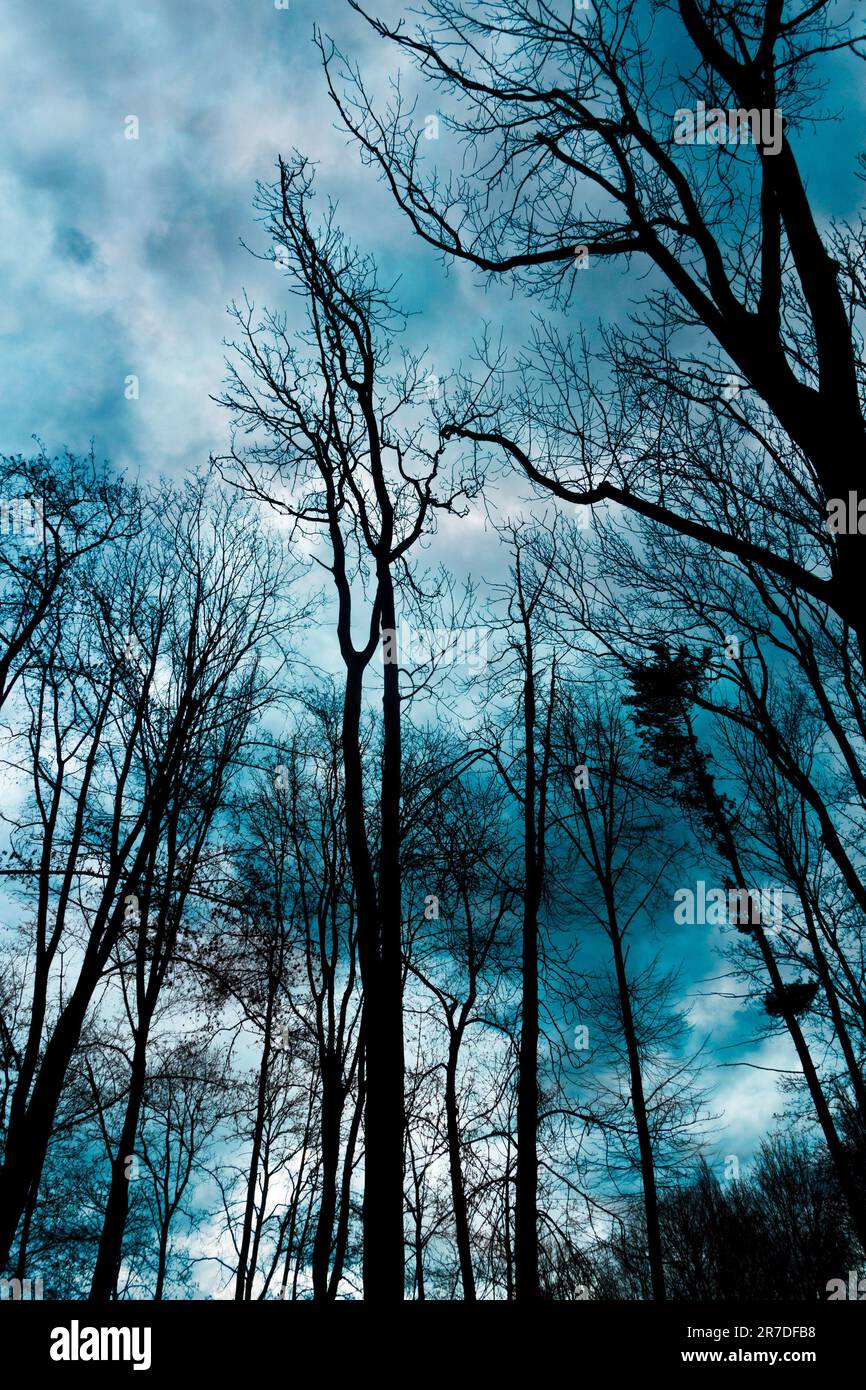 rami d'albero invernali in silhouette, vista ad angolo basso Foto Stock