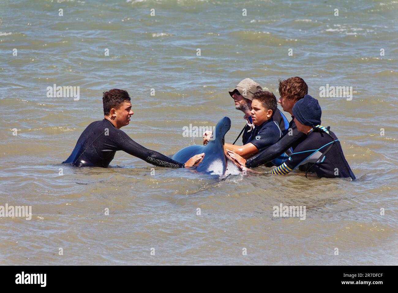 Addio Spit, Golden Bay, Tasman District, Aotearoa / Nuova Zelanda - 19 gennaio 2014: La gente del posto e i turisti aiutano una balena pilota rifilata al largo della bea Foto Stock