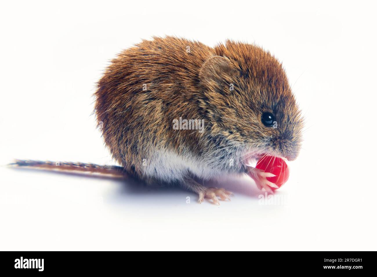 Foreste boreali il cibo preferito è costituito da volpe grigie (Cletrionomys rufocanus) e acini europei maturi rossi (Viburnum opulus). Isolato su w Foto Stock