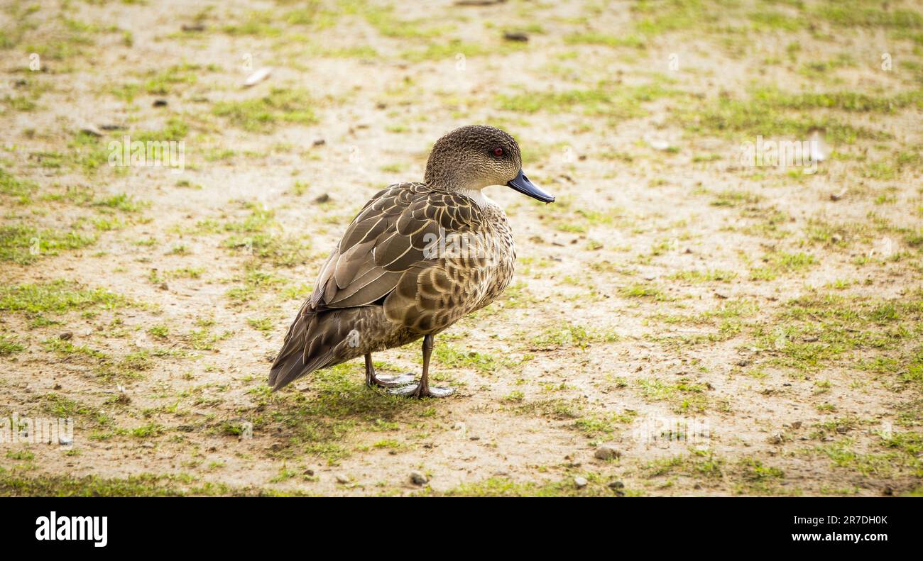 Anatra Teal grigia Foto scattata al Moonlit Sanctuary Foto Stock