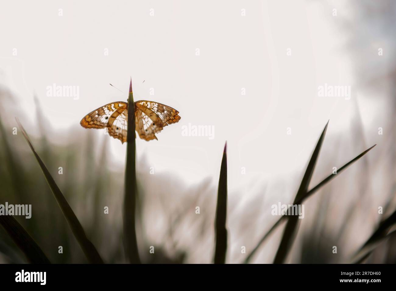 Primo piano di una farfalla bianca di pavone (anartia jatrophae) foglia di pianta arroccata Foto Stock