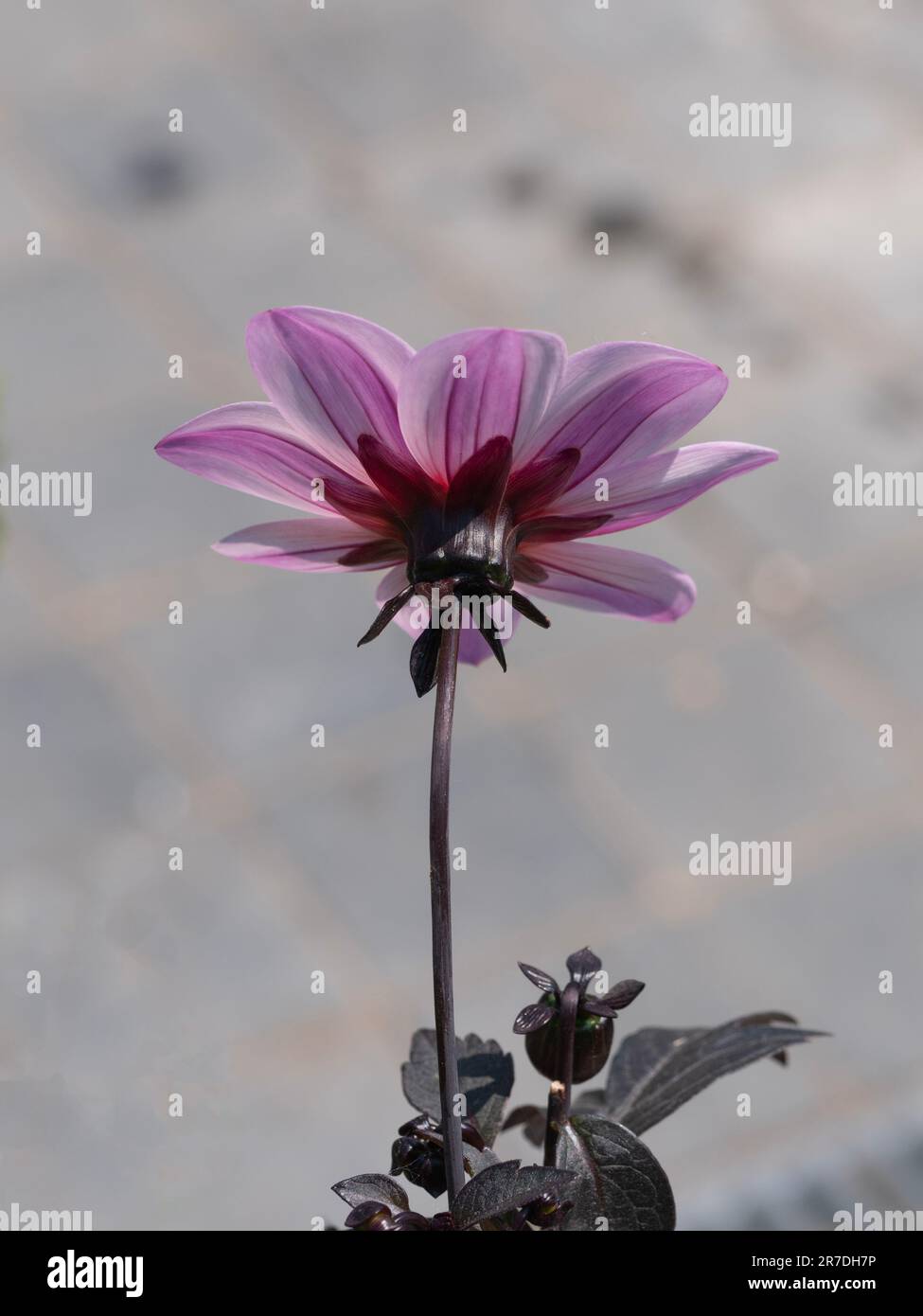 Il fondo e la parte posteriore del fiore, Dahlia merckii lehm su uno sfondo bokeh lattiginoso Foto Stock