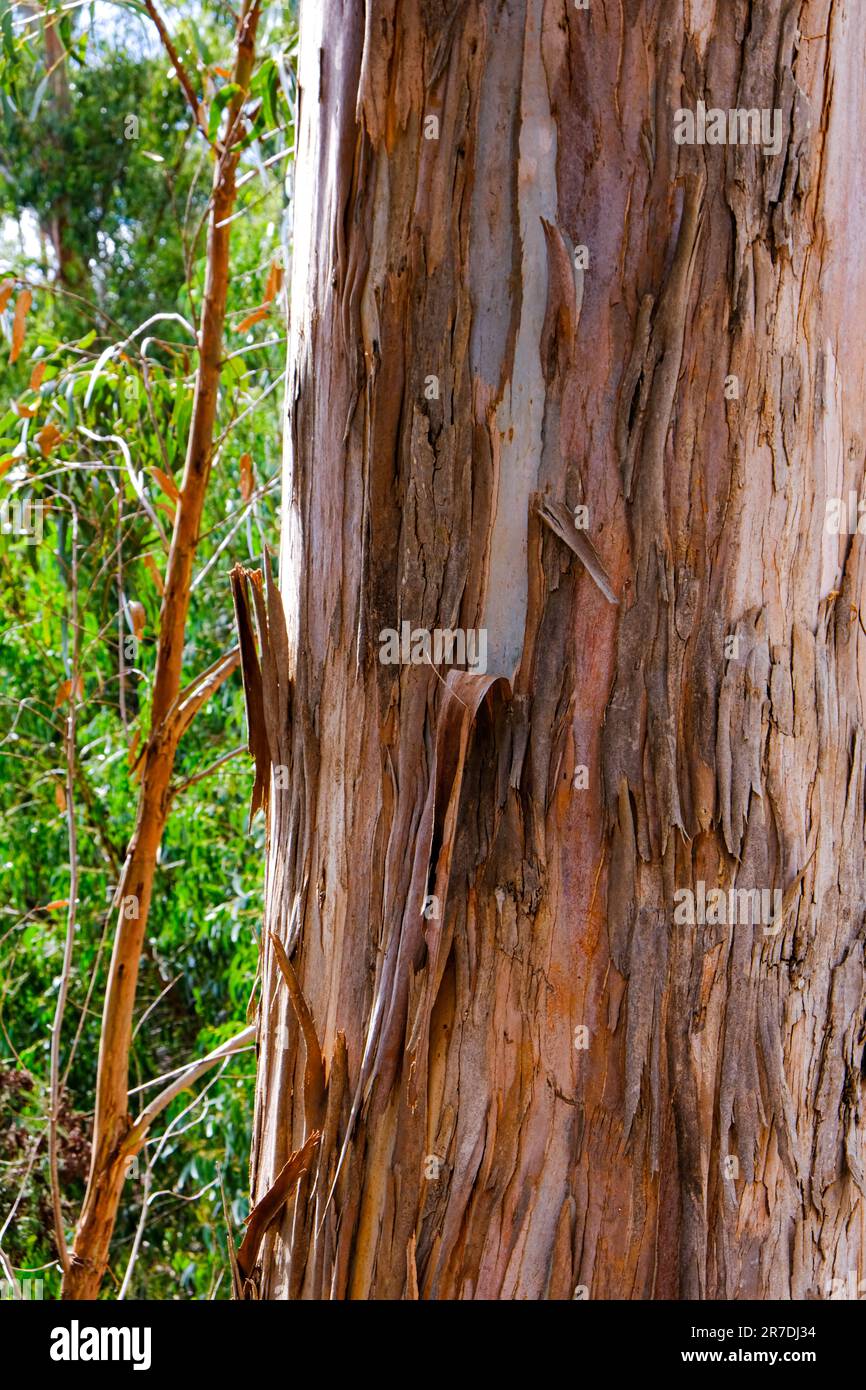 Tronco di eucalipto. Madeira, Portogallo Foto Stock