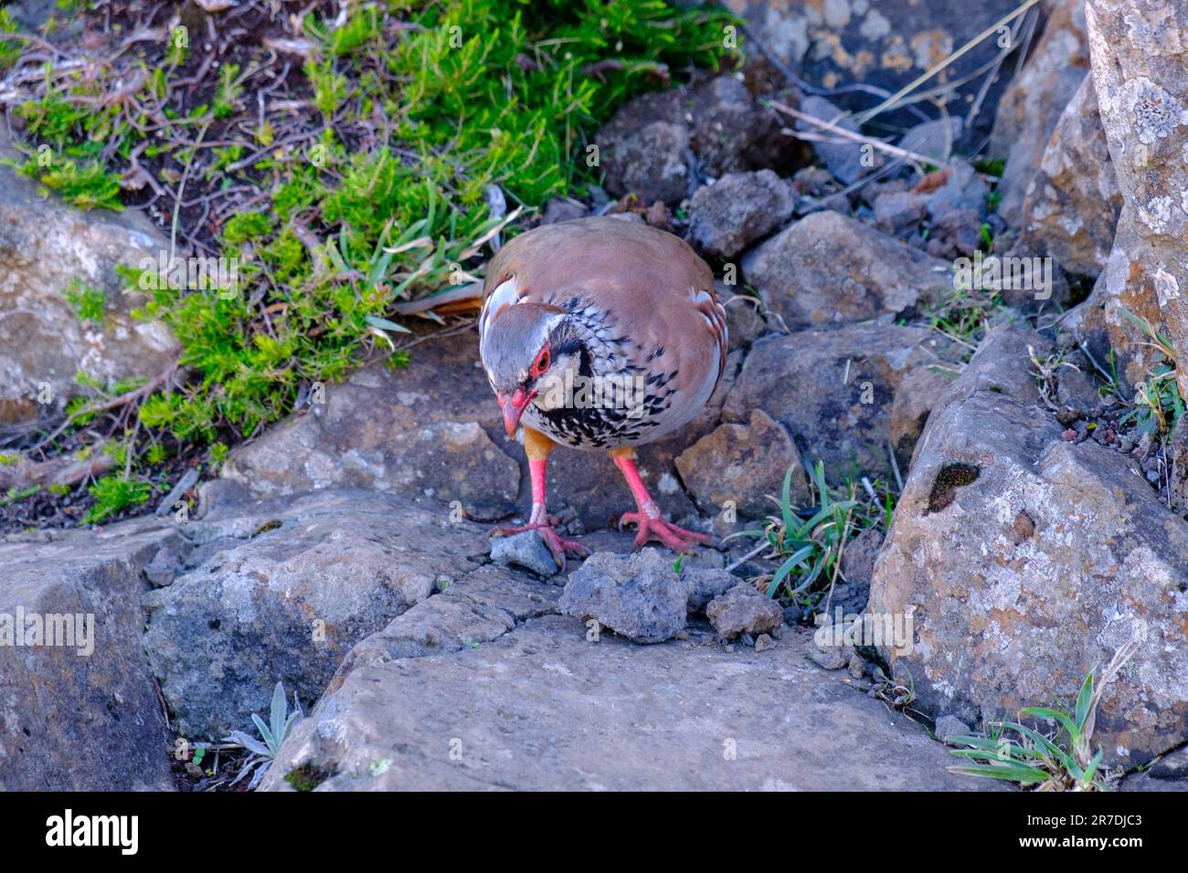 Pernice a zampe rosse, Alectoris rufa, uccello sull'isola di Madeira, Portogallo Foto Stock