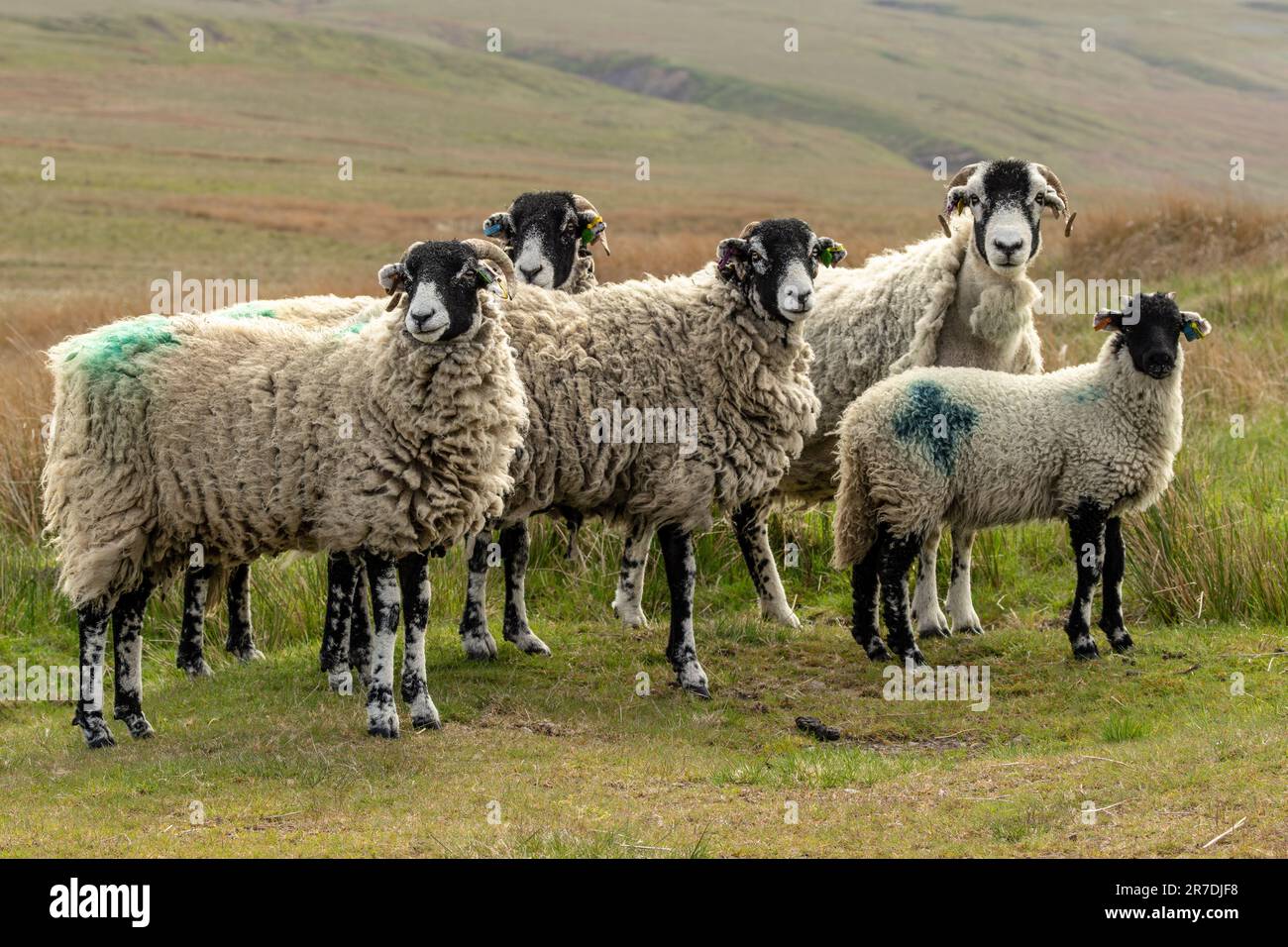 Swaledale pecora libera roaming su brughiere gestite nel Yorkshire Dales, Regno Unito. Quattro pecore e un agnello ben cresciuto. Rivolto in avanti. Orizzontale. Foto Stock