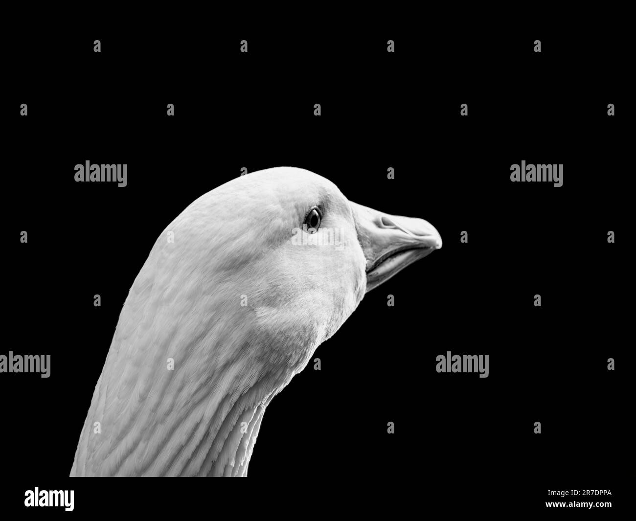 Primo piano con testa d'oca bianca in bianco e nero Foto Stock