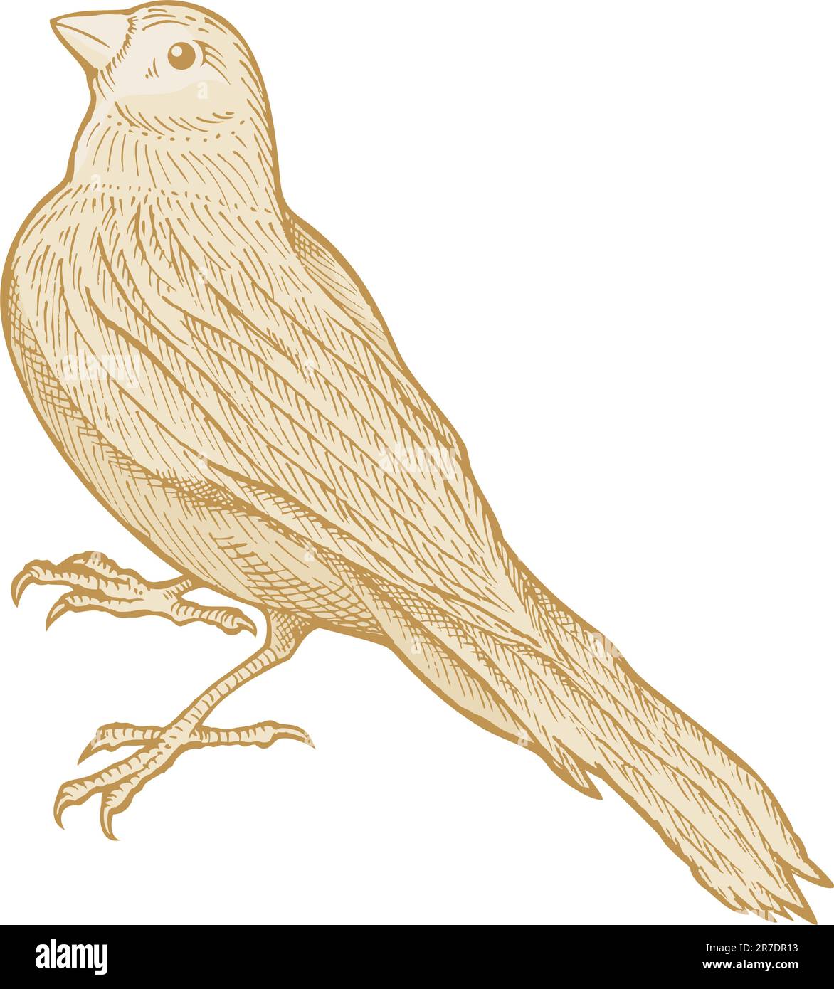 Schizzo di uccello realizzato con penna e inchiostro isolati su sfondo bianco colorato con toni beige. Illustrazione Vettoriale