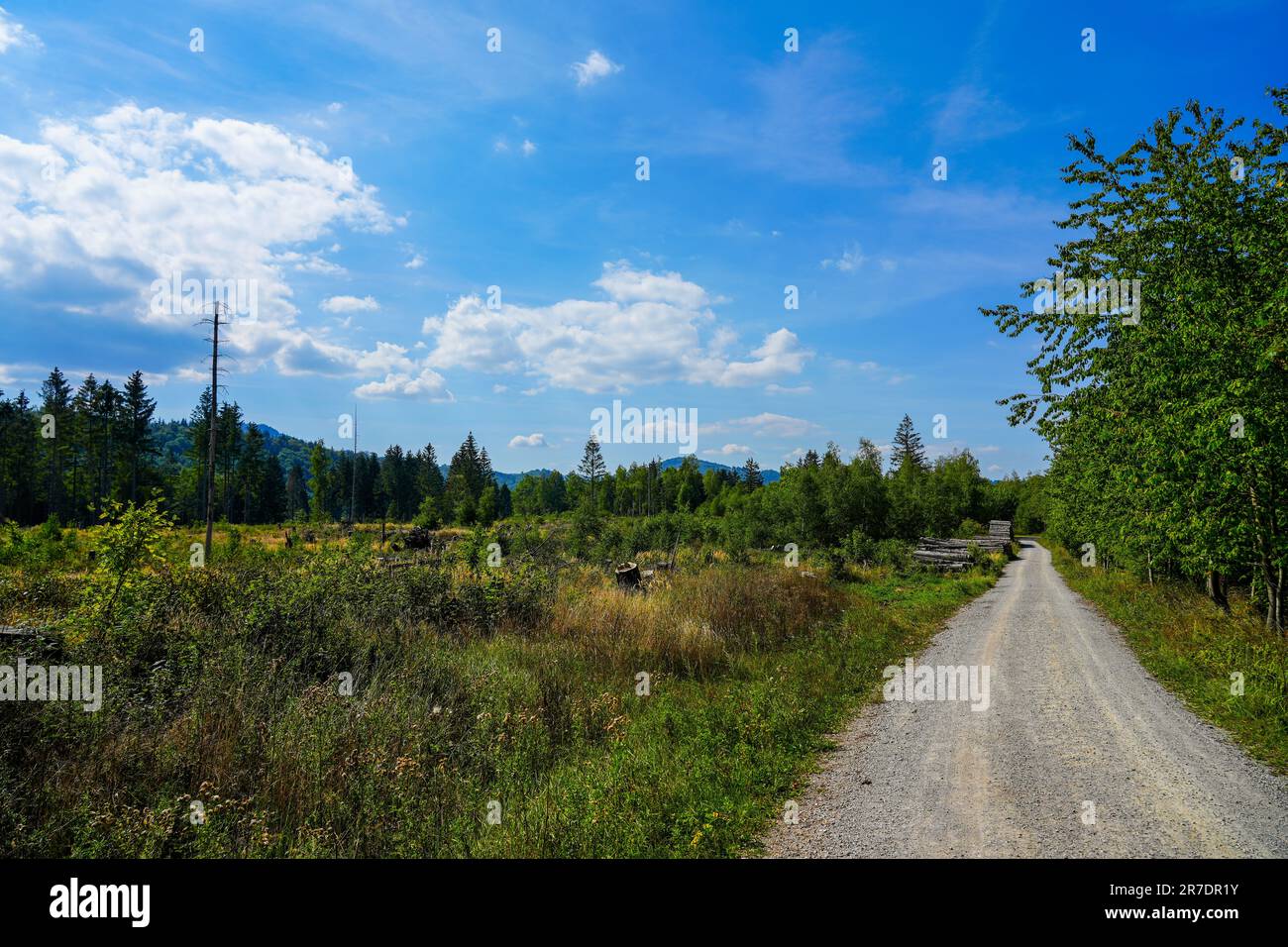Cava di diabase Renaturata vicino a Wolfshagen, sulle montagne Harz. Sentiero escursionistico delle pietre nel Parco Nazionale di Harz. Foto Stock