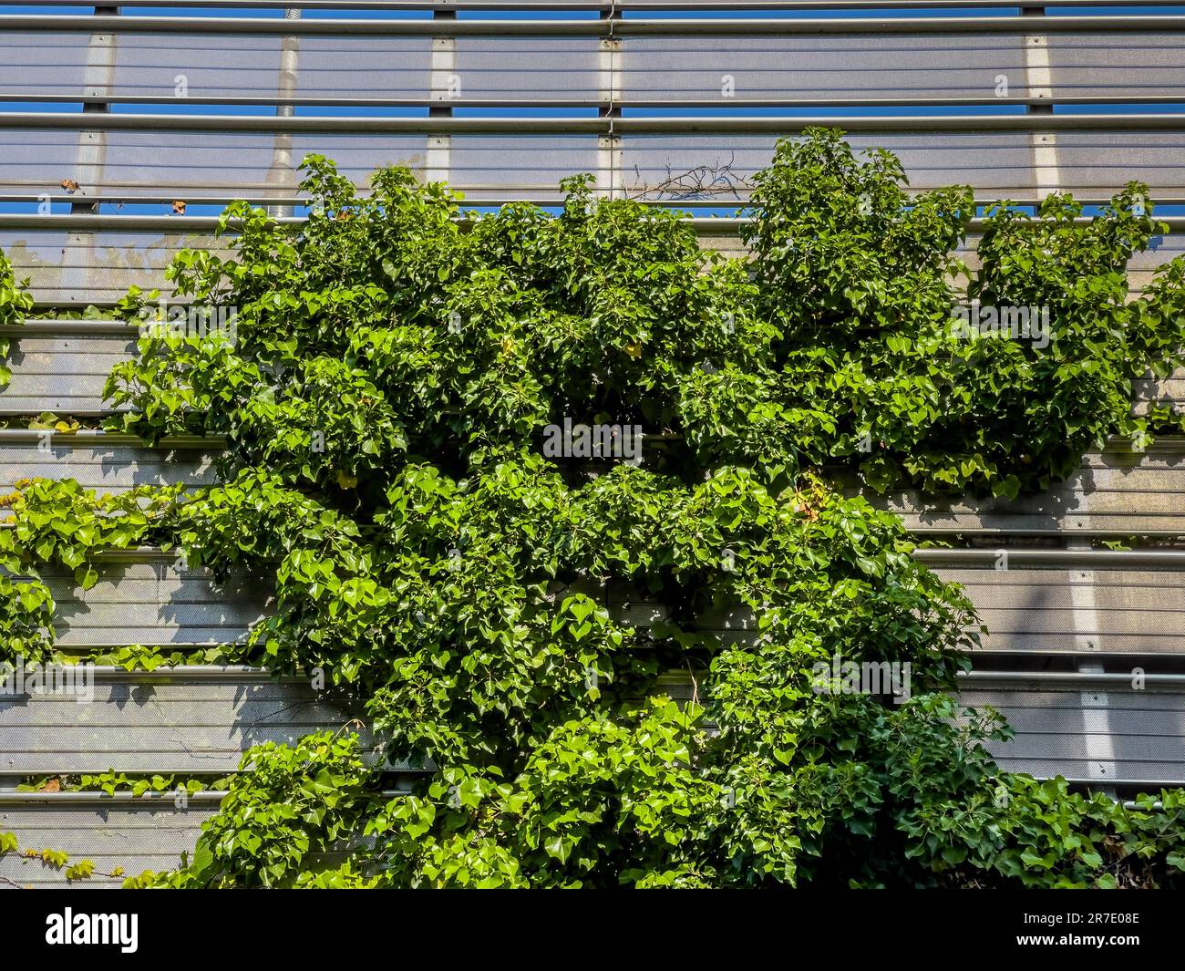 Ivy cresce sulle pareti esterne di un moderno parcheggio a più piani nel Regno Unito Foto Stock