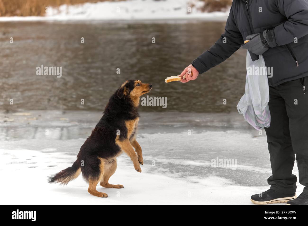 Umano dà un cane un pezzo di pane outdoor.Feeding cani randagi. Concetto di gentilezza, amore per gli animali. Foto Stock