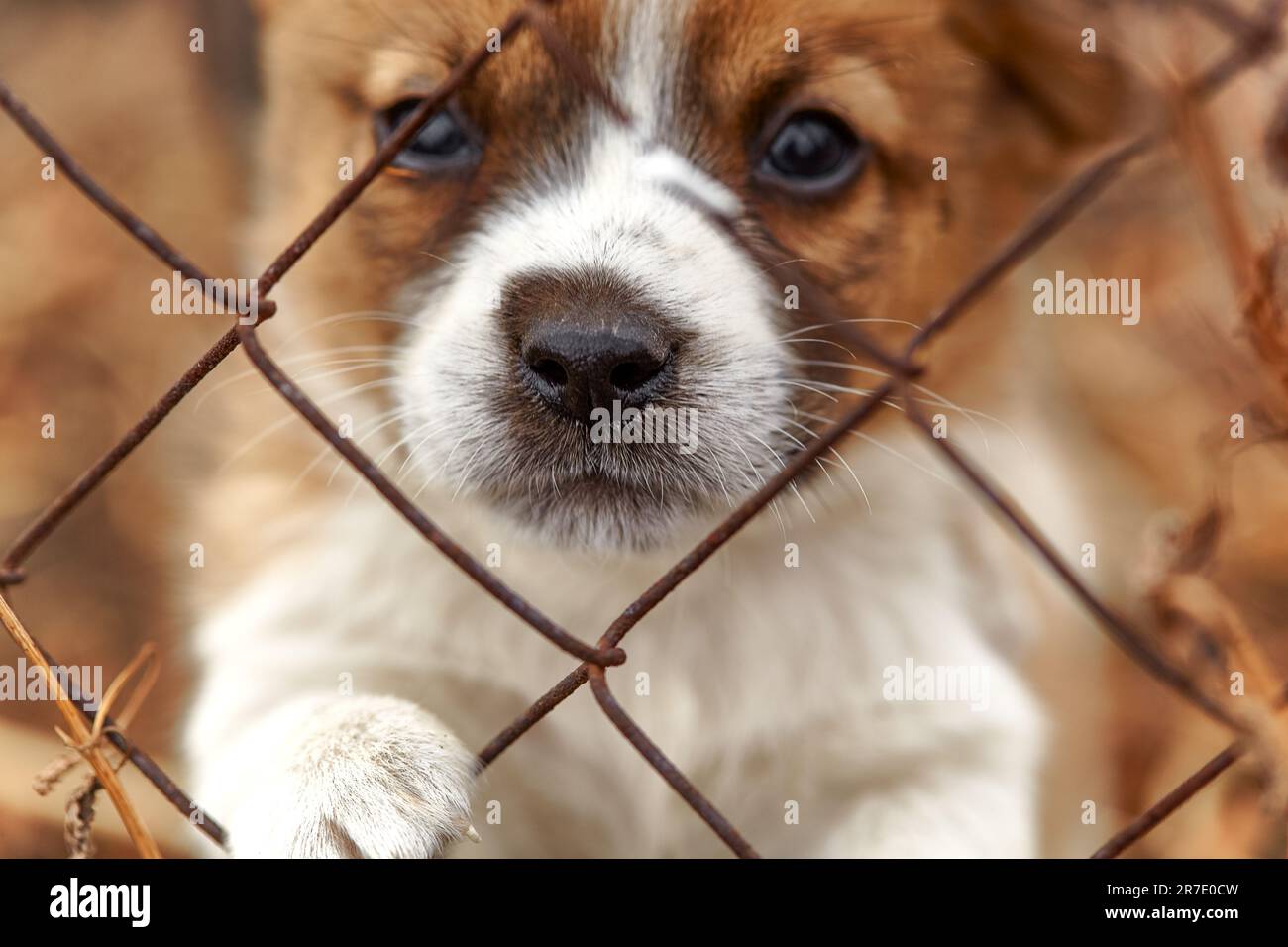 Sfondo sfocato triste piccolo cane beige in metallo cage.Puppy al shelter.Puppy bloccato nella gabbia Foto Stock