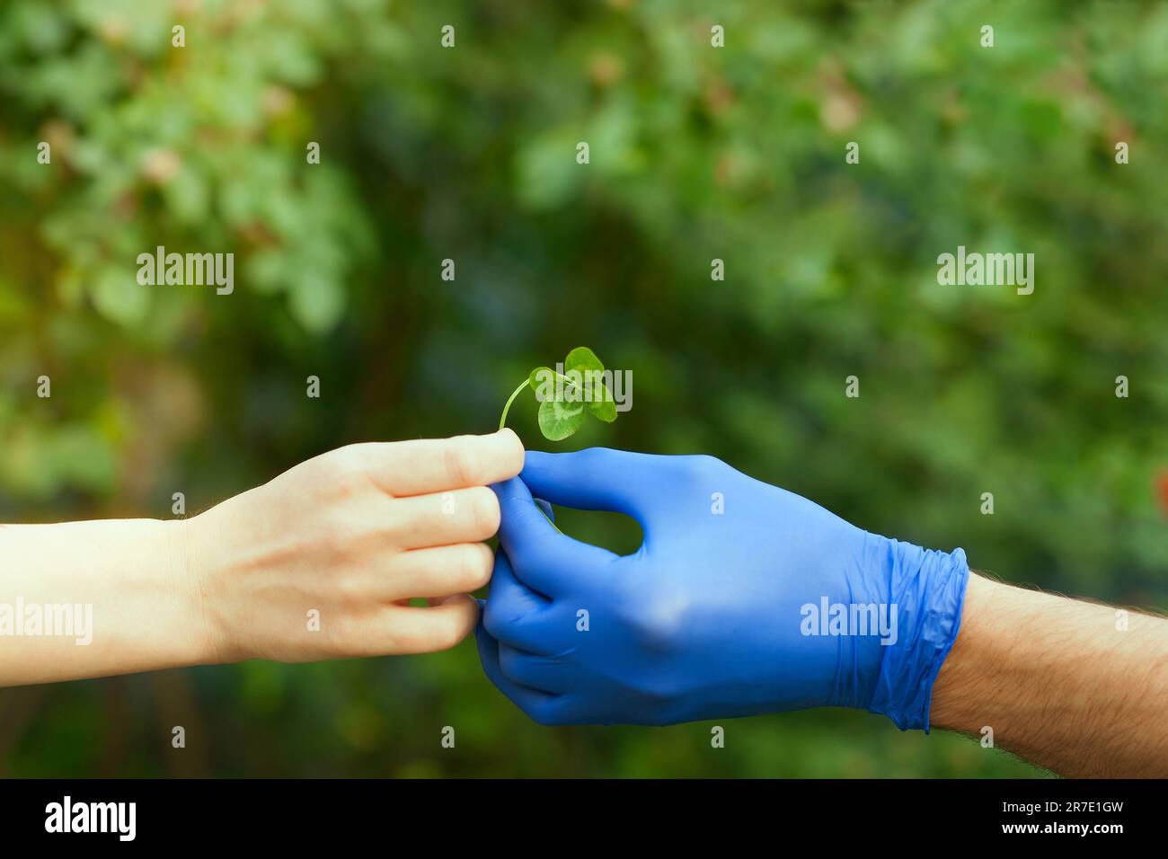 Un uomo in un guanto di protezione blu dona una foglia di trifoglio a una donna senza guanti. Una mano con guanti di protezione in lattice blu. Quattro foglie di trifoglio in mano Foto Stock