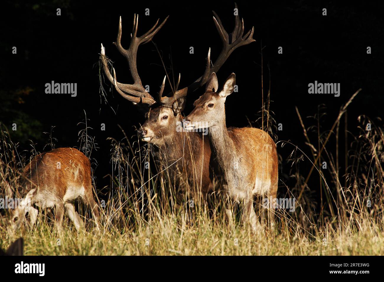 Cervo rosso, cervus elaphus, Stag e femmine, Svezia Foto Stock