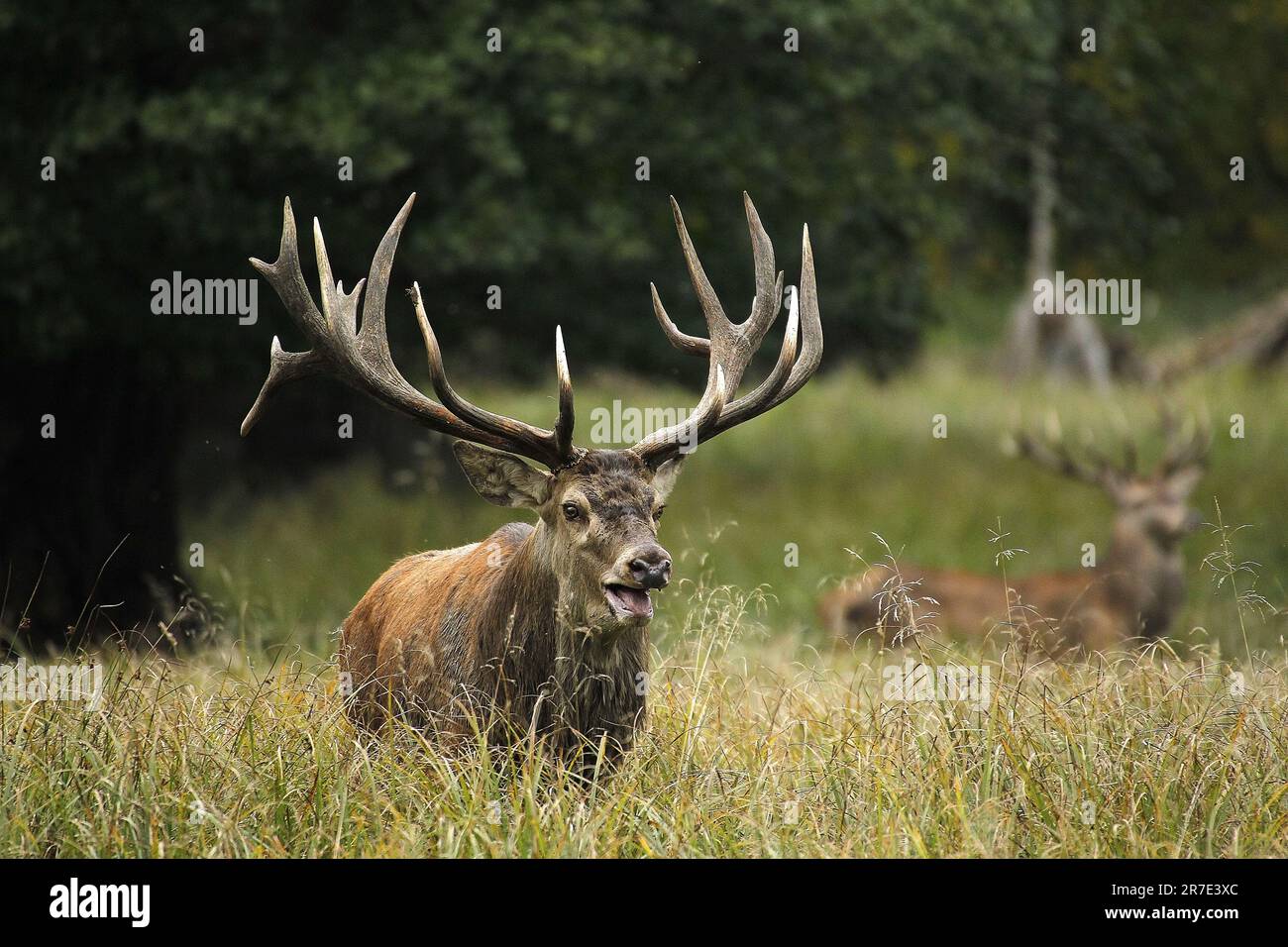 Cervo rosso, cervus elaphus, Stag Roaring durante la stagione di rutting, Svezia Foto Stock