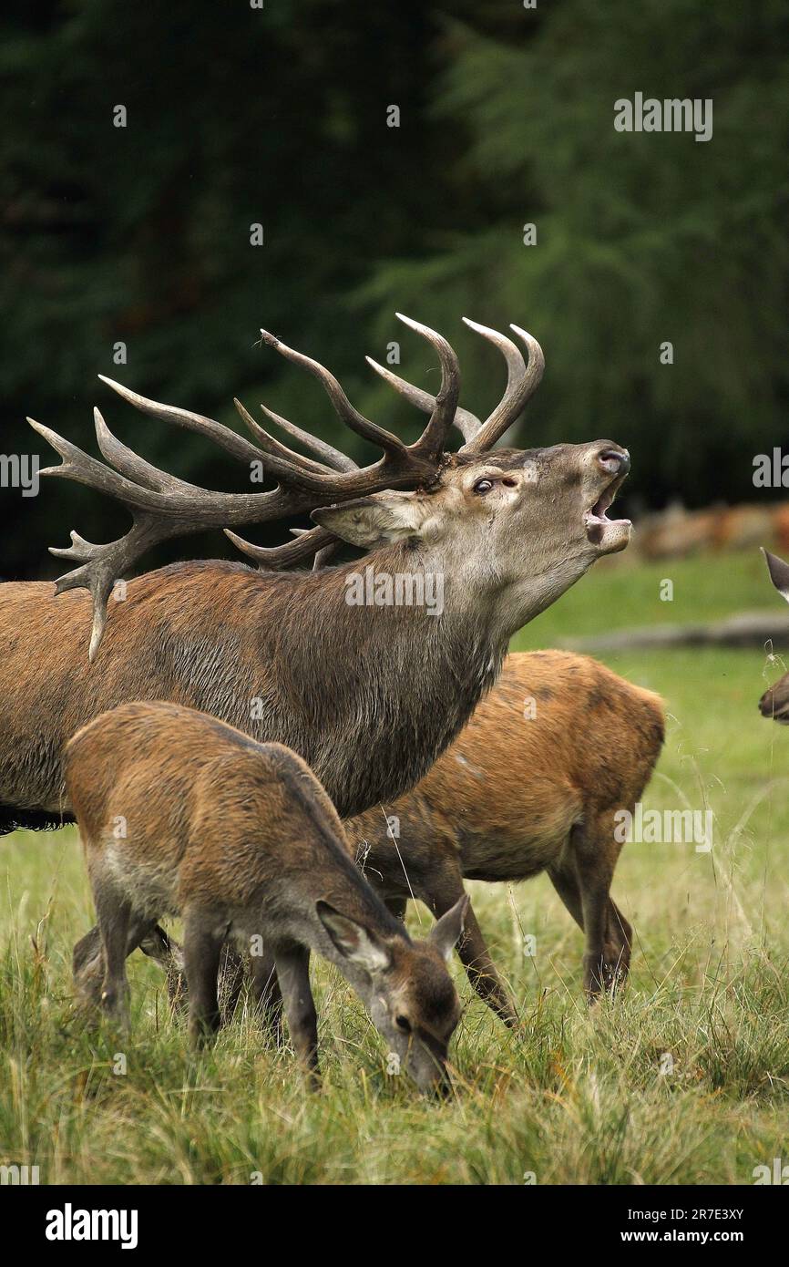Cervo rosso, cervus elaphus, Stag Roaring durante la stagione di rutting, Svezia Foto Stock