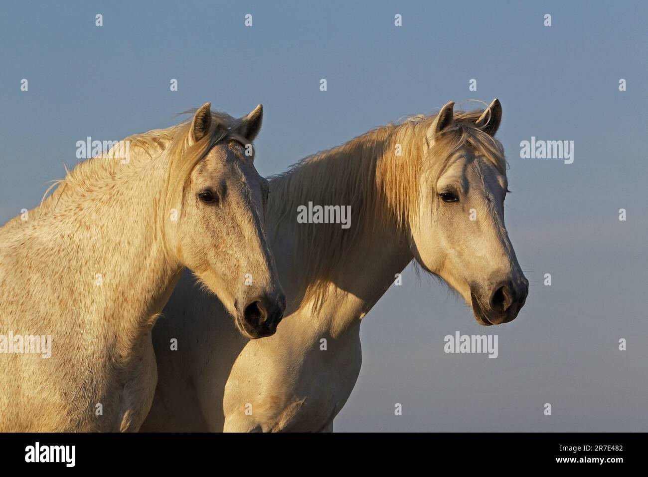 Camargue Cavallo, Ritratto di Adulti, Saintes Marie de la Mer nel sud della Francia Foto Stock