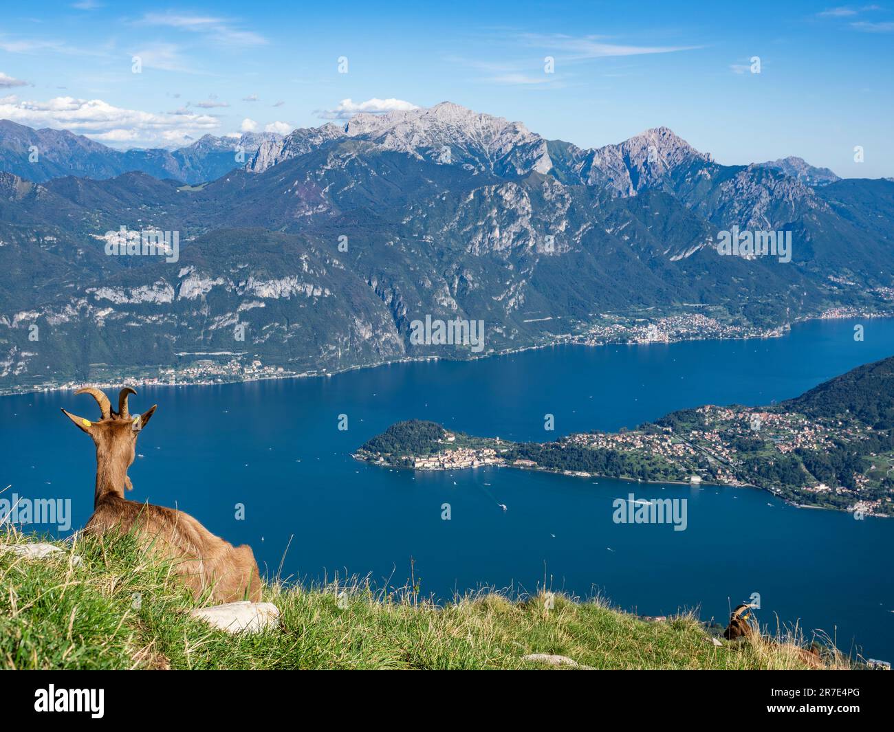 Capra sulle Alpi del Lago di Como Foto Stock