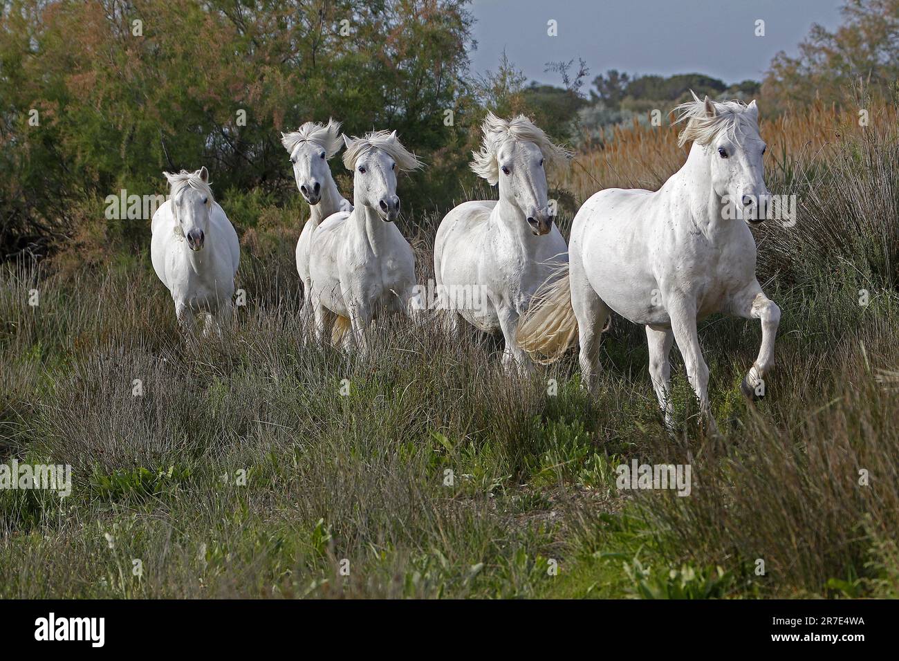 Camargue Cavallo, mandria, Saintes Marie de la Mer nel sud della Francia Foto Stock