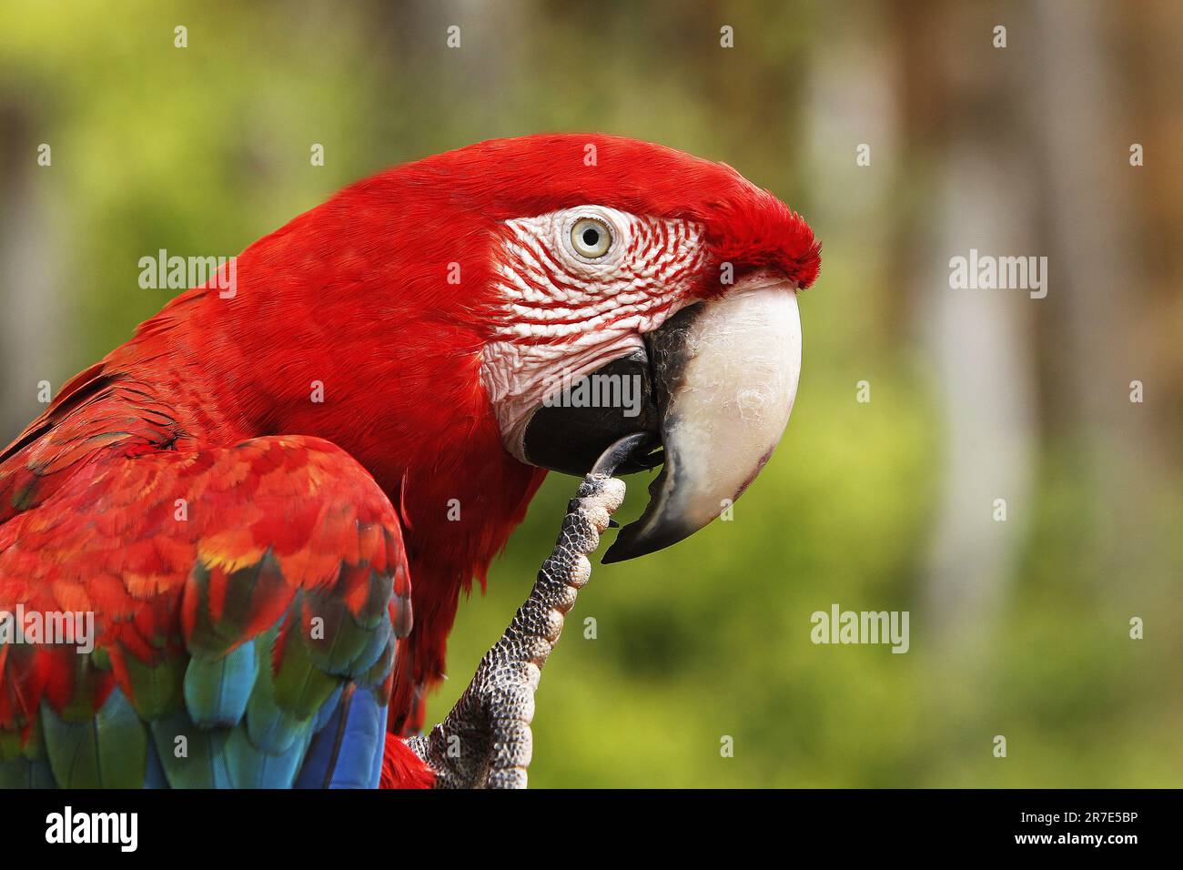 Macaw rosso-e-verde, cloroptera di ara, Ritratto dell'adulto Foto Stock