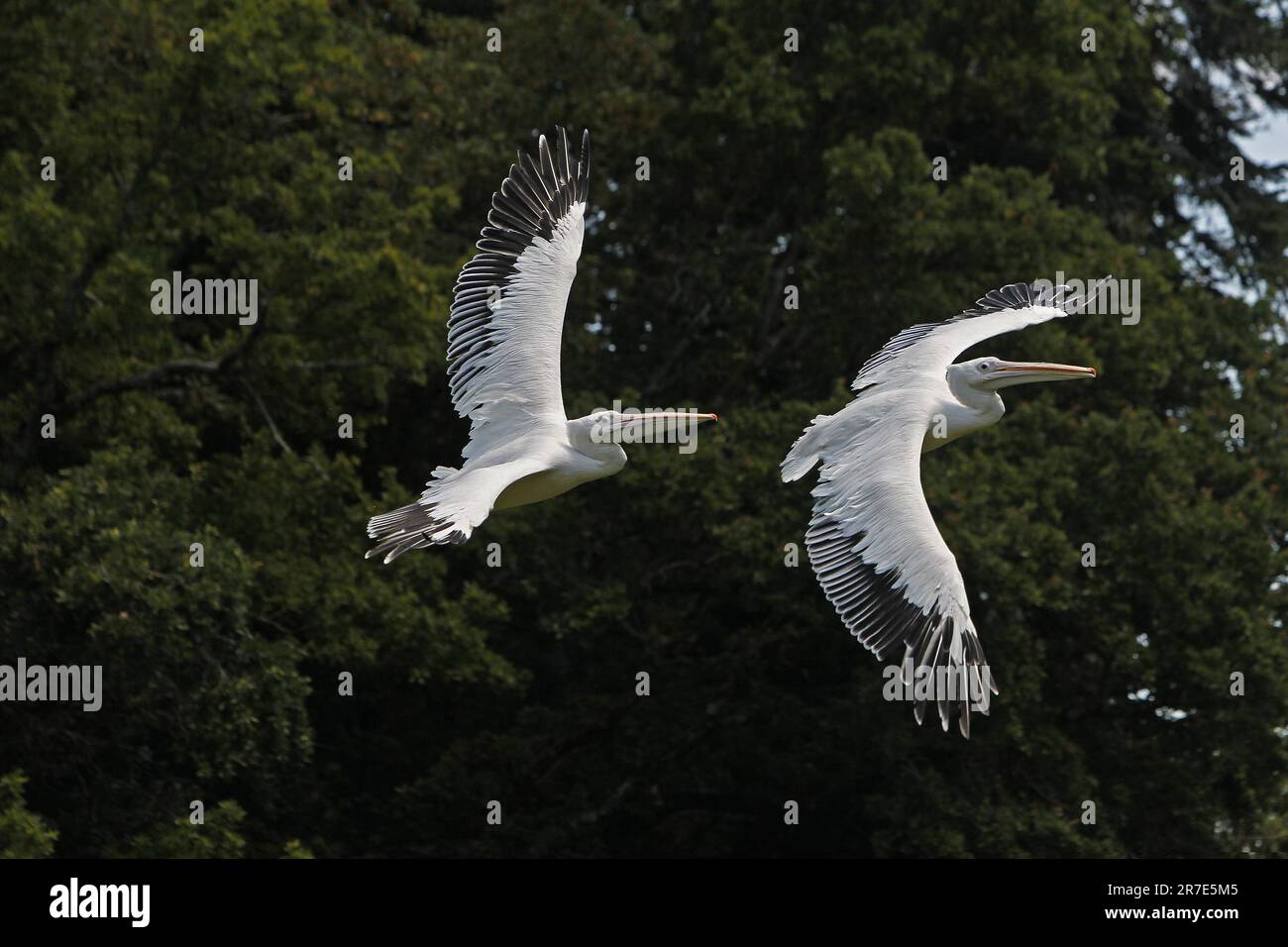 Grande Pelicano Bianco, pelecanus onocrotalus, Immatures in Flight Foto Stock
