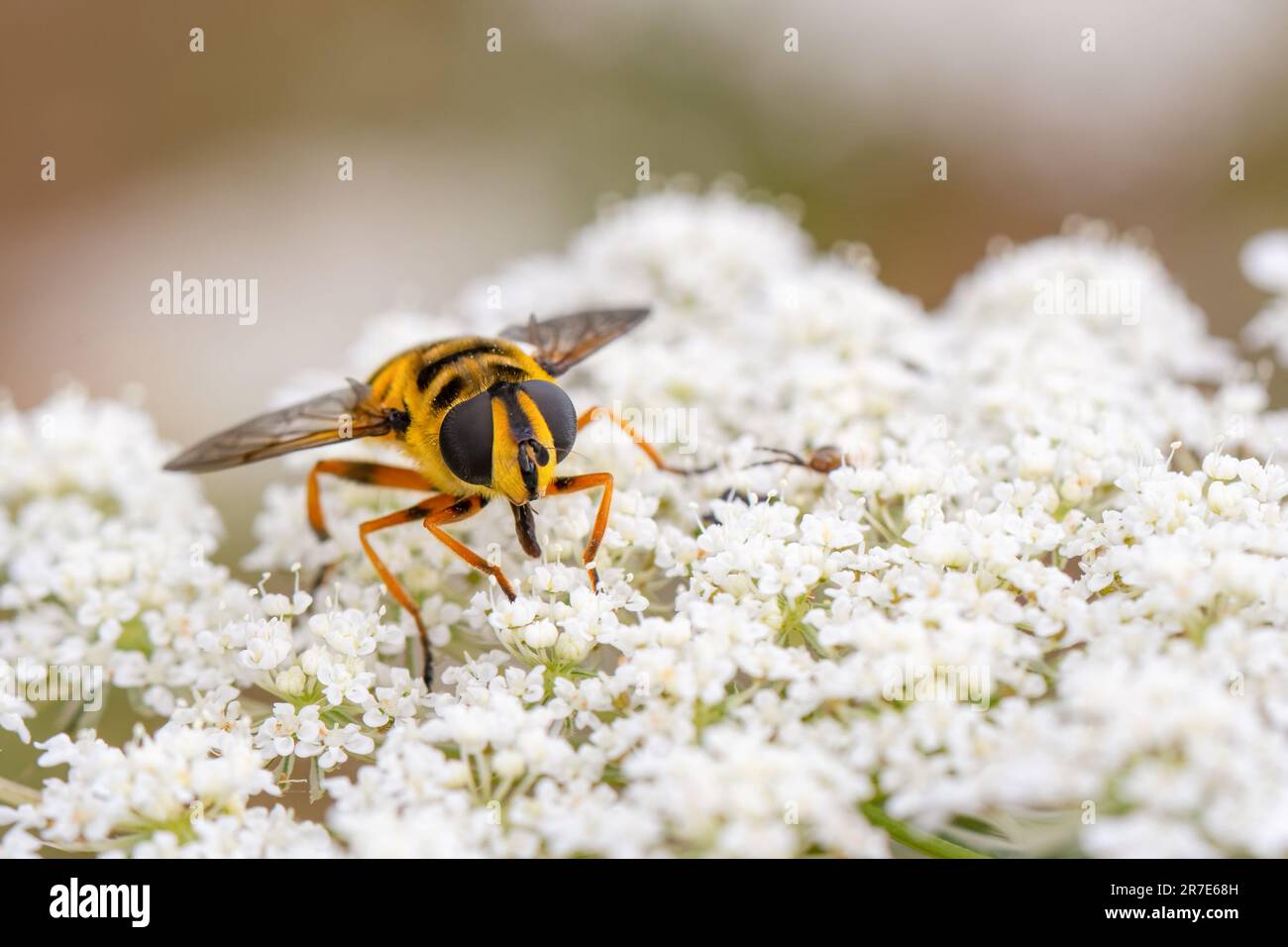 Myathropa florea volano su un fiore bianco Foto Stock