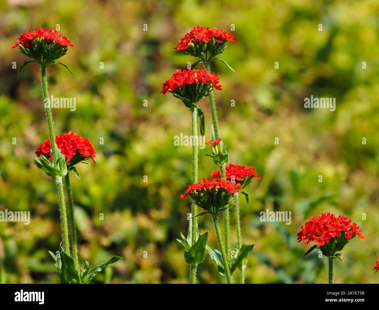 Teste di fiori rossi della fioritura estiva perenne Lychnis chalcedonica Foto Stock
