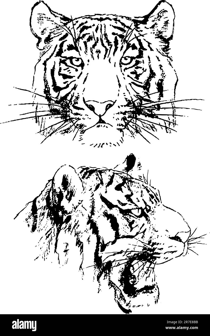 bozzetti tiger Illustrazione Vettoriale