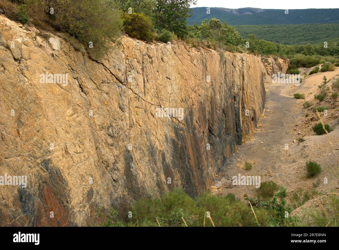 Foresta fossile di Verdena (paleosol) con radici di Licopsida, ceppi e tronchi di periodo carbonifero (305 milioni di anni fa). Formazione di delta. tran Marina Foto Stock