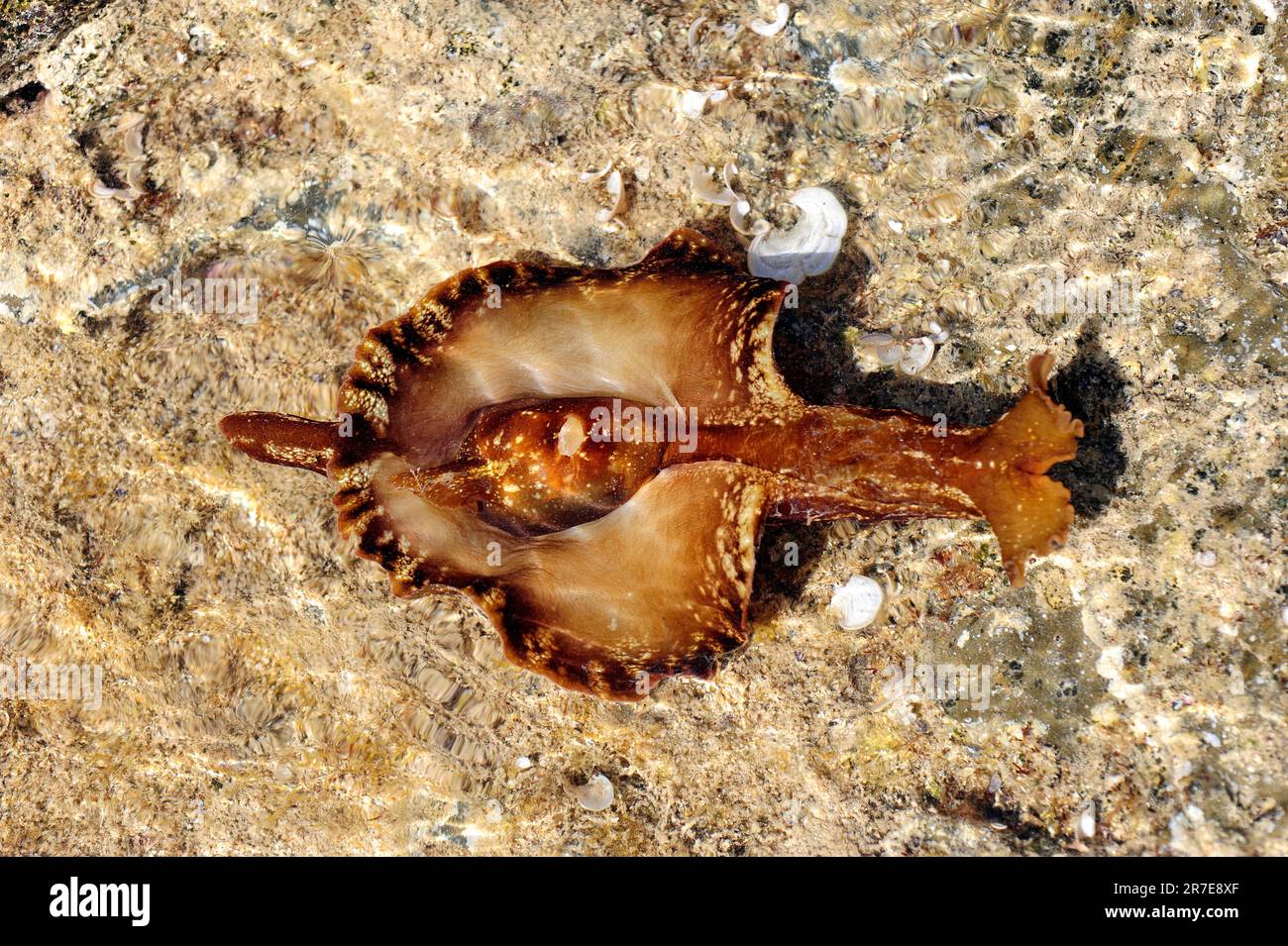 Slug o lepre di mare (Aplysia punctata). Molluschi gasteropodi opistobranch famiglia Aplysiidae. Si appoggiano sulle alghe. Mar Mediterraneo. Capo Creus, Girona, Foto Stock