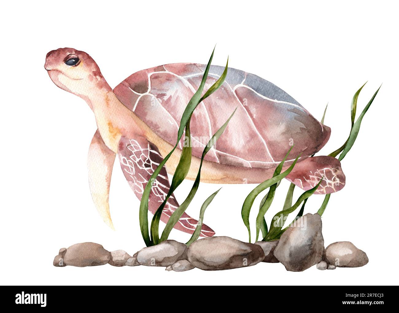 Rappresentazione realistica delle tartarughe marine dipinte in acquerello. Immagine di creature marine che nuotano nel mondo sottomarino. Rettile anfibio isolato su bianco Foto Stock
