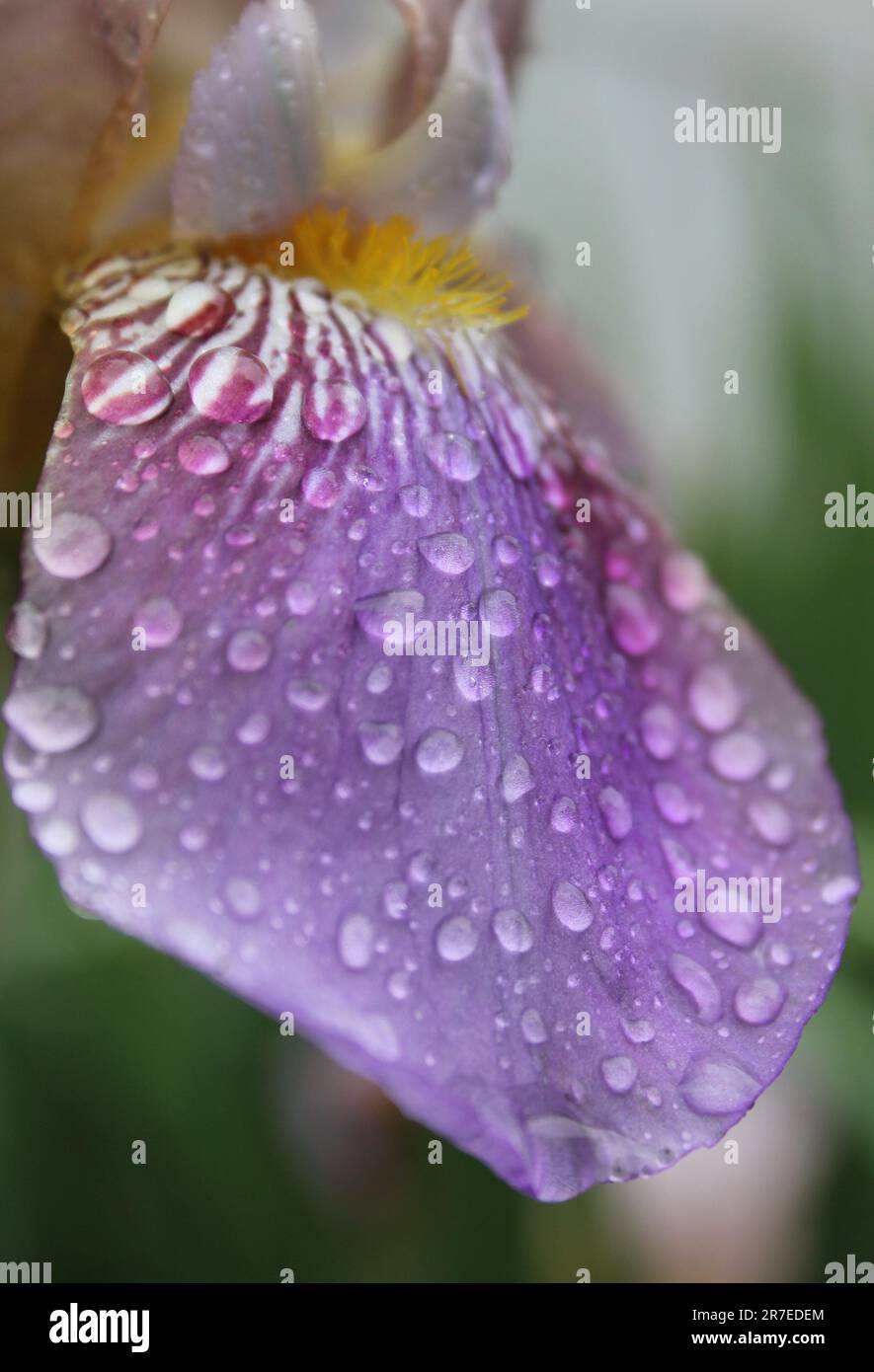 Petalo iris viola in fiore con gocce di pioggia Closeup Foto Stock