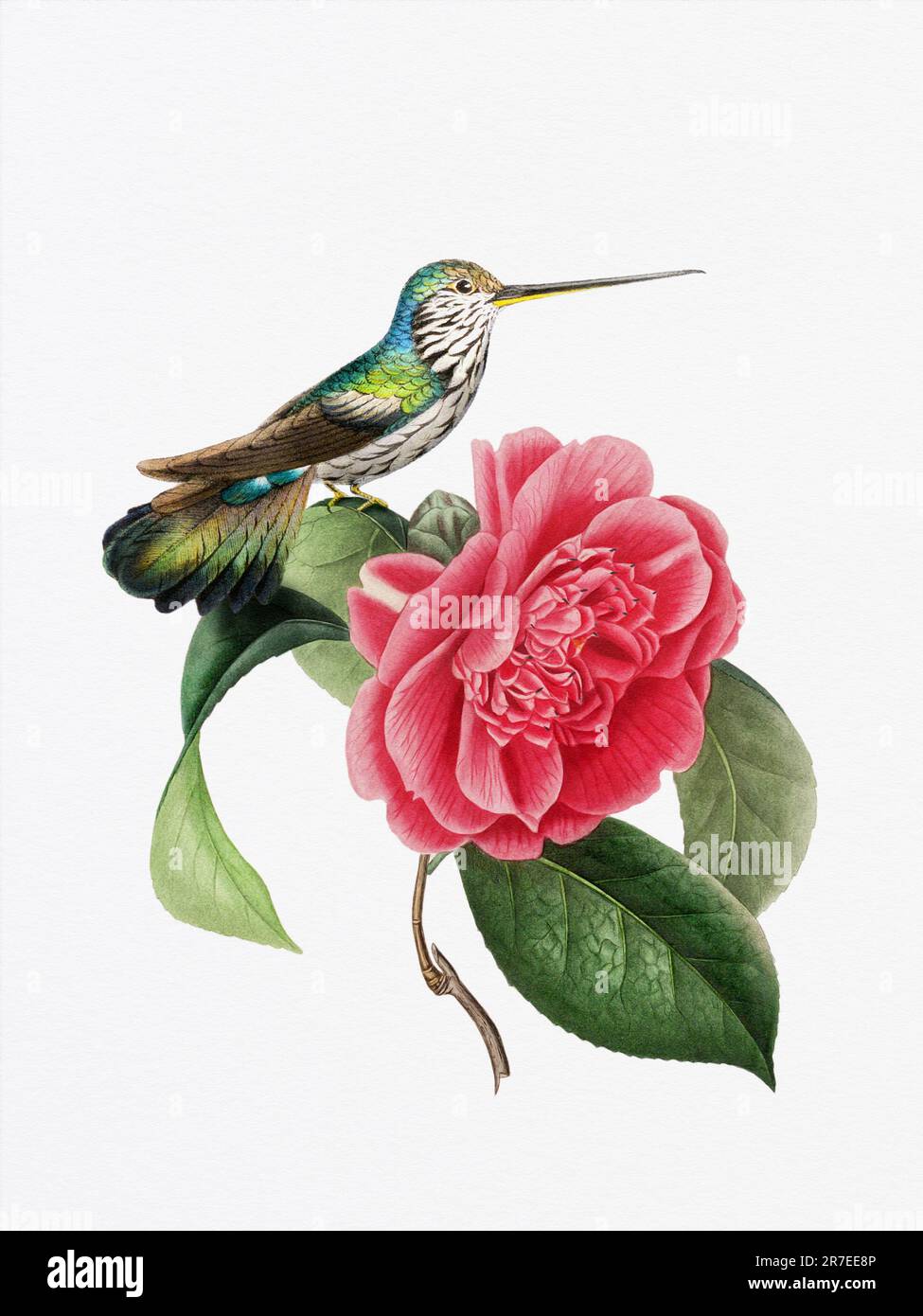 Una deliziosa illustrazione con un colibrì su un fiore di camelia, che cattura l'armonia dei colori della natura e dei momenti delicati. Foto Stock