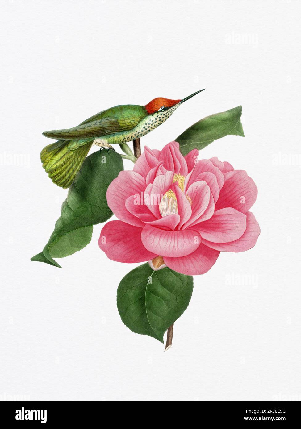 Una deliziosa illustrazione con un colibrì su un fiore di camelia, che cattura l'armonia dei colori della natura e dei momenti delicati. Foto Stock