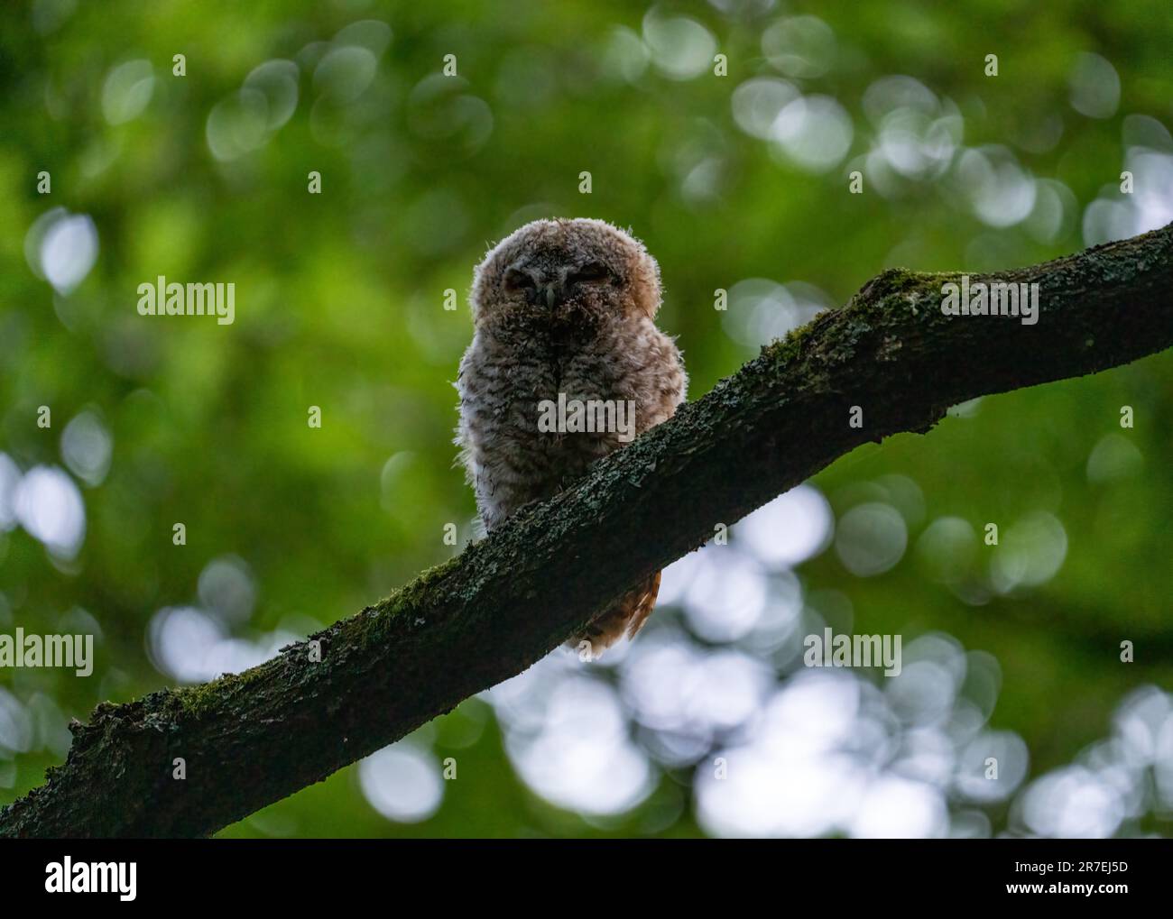 Un giovane tawny gufo arroccato su un albero. LONDRA, Regno Unito: NON si ADAM-and-Eve queste immagini che mostrano le zanne scialbe insieme in londinese woodland whil Foto Stock
