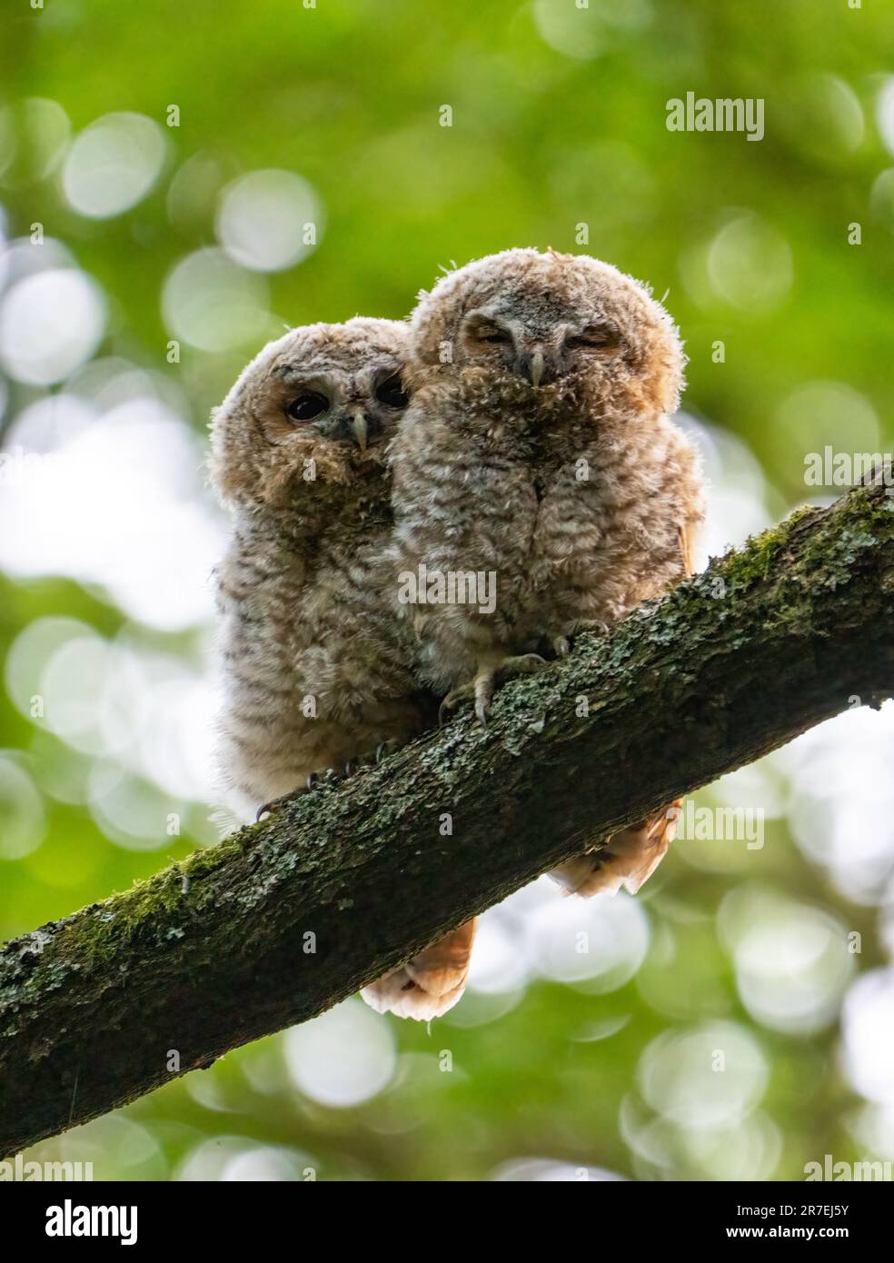 Le zanne brulicanti si accoccolarono insieme. LONDRA, Regno Unito: NON si ADAM-and-Eve queste immagini che mostrano le zanne tawny huddled insieme nel bosco di Londra mentre Foto Stock