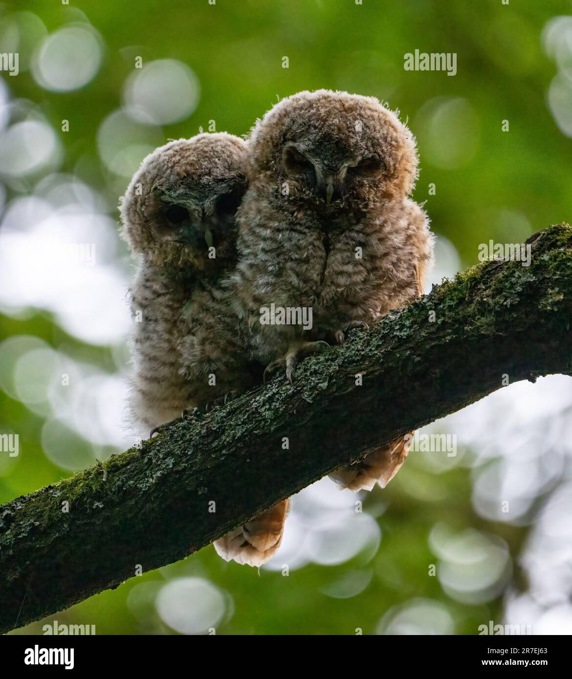 Le zanne brulicanti si accoccolarono insieme. LONDRA, Regno Unito: NON si ADAM-and-Eve queste immagini che mostrano le zanne tawny huddled insieme nel bosco di Londra mentre Foto Stock