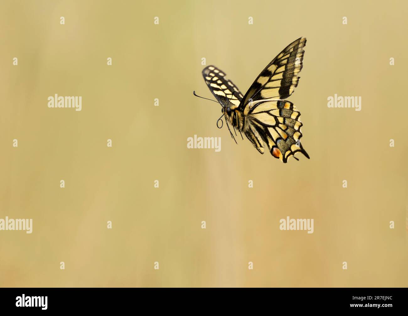 Una farfalla Swallowtail (Papilionidae) in volo a Hickling Broad, Norfolk Foto Stock