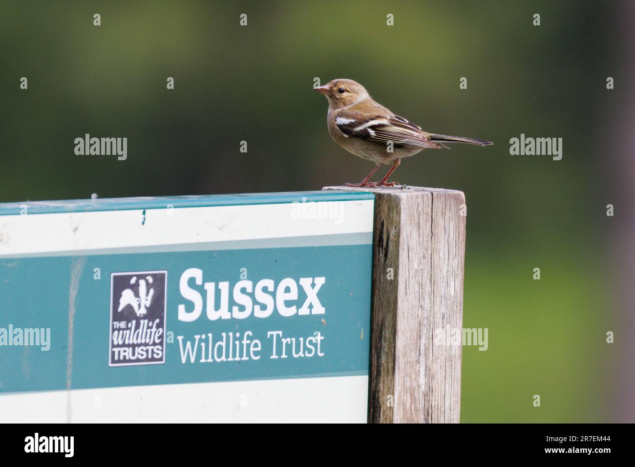 Female Chaffinch, Fringilla coelebs, siede su un cartello per il Sussex Wildlife Trust, Regno Unito Foto Stock