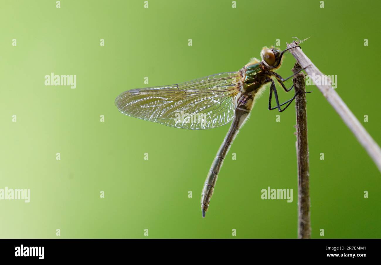 In prossimità di una libellula Foto Stock