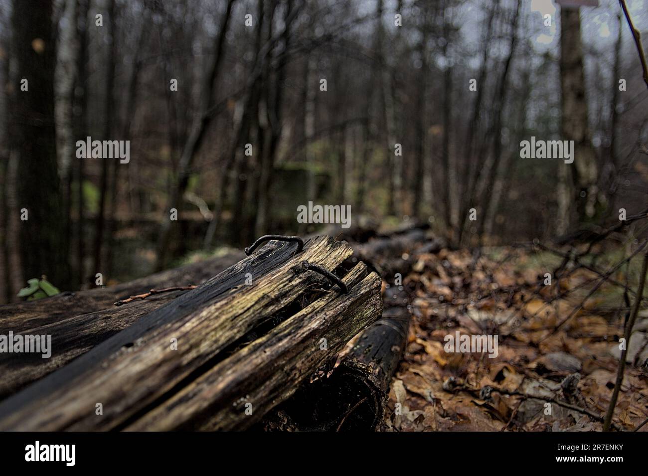 Un log parzialmente tagliato in un ambiente foresta Foto Stock