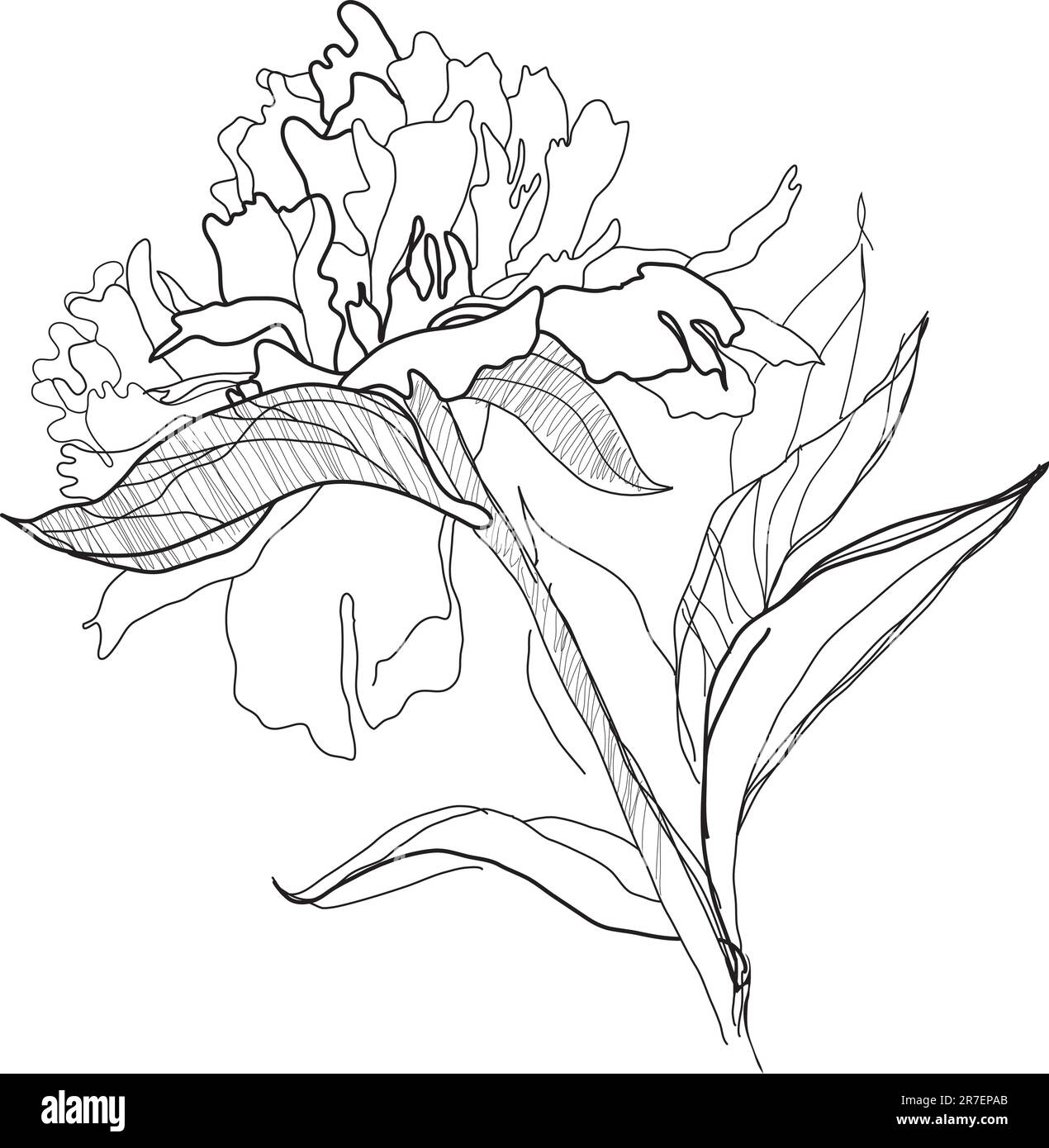 disegno di uno schizzo grafico monocromatico peony Illustrazione Vettoriale