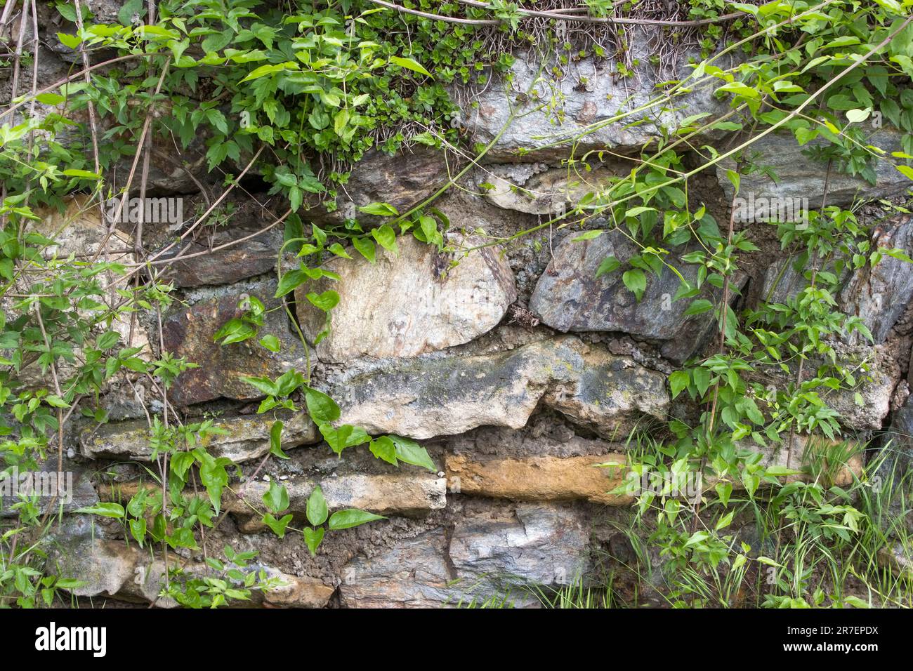Muro di pietra con piante - vecchio edificio in Austria - primo piano Foto Stock