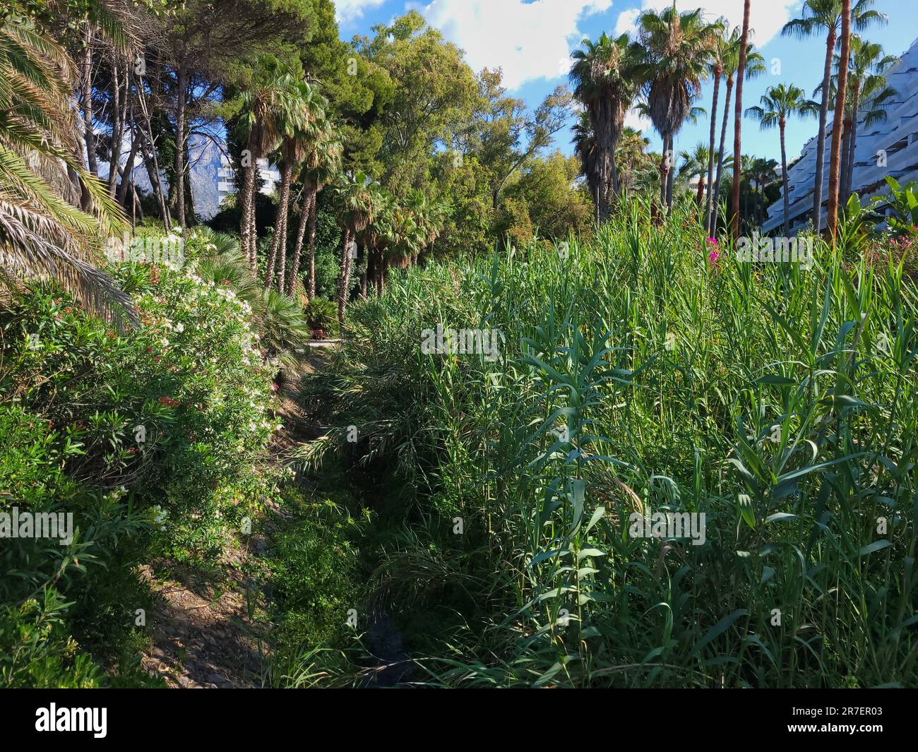Guadalpín ruscello coperto di canneto gigante e altre piante mediterranee. Marbella, provincia di Málaga, Spagna. Foto Stock