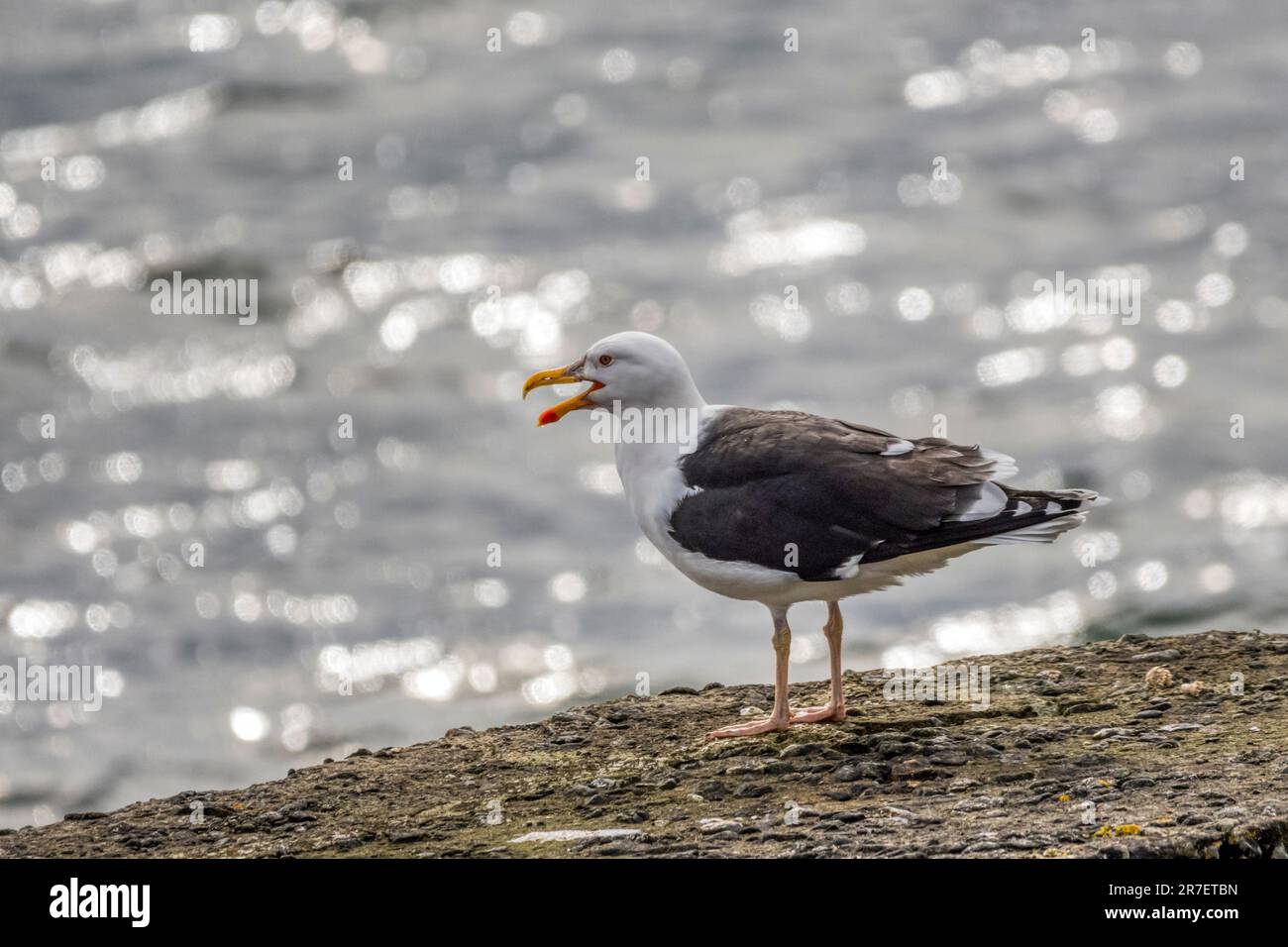 Grande gabbiano nero-sostenuto, Larus marinus. Foto Stock