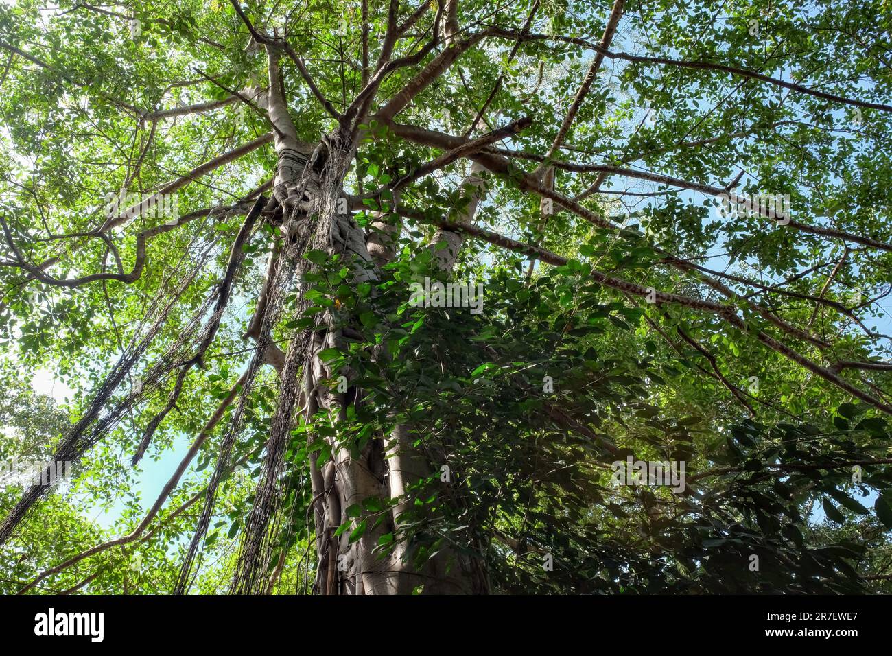 Radici aeree appendono giù dai rami di un grande albero di ficus. Foto Stock