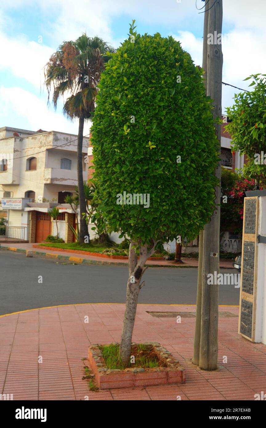 Albero verde in una strada Foto Stock