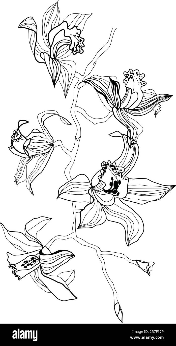 disegno del vettore di diramazione delle orchidee su sfondo bianco Illustrazione Vettoriale