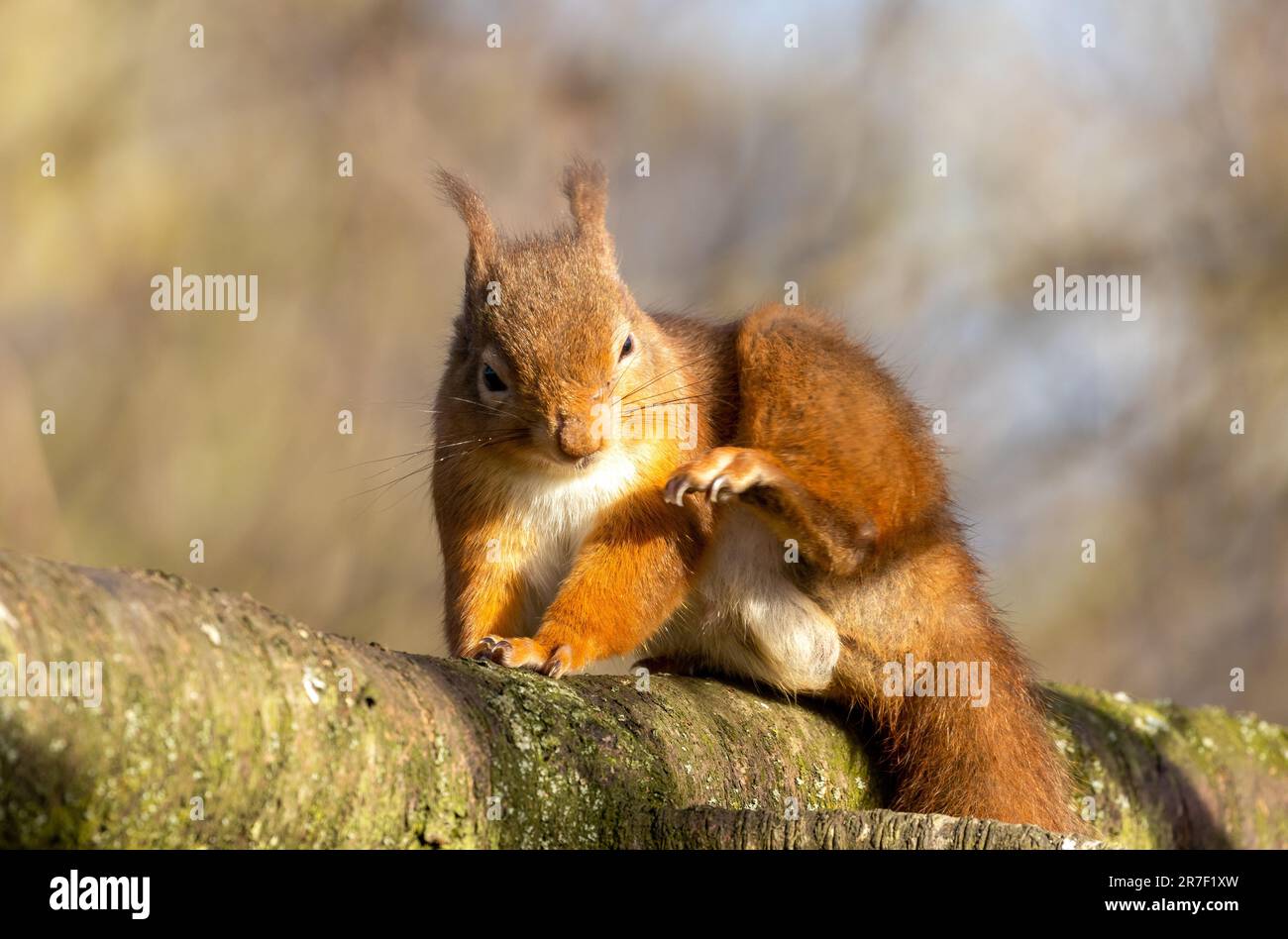 Un piccolo scoiattolo rosso scozzese dall'aspetto allegro arroccato su un ramo di albero, guardando in lontananza Foto Stock